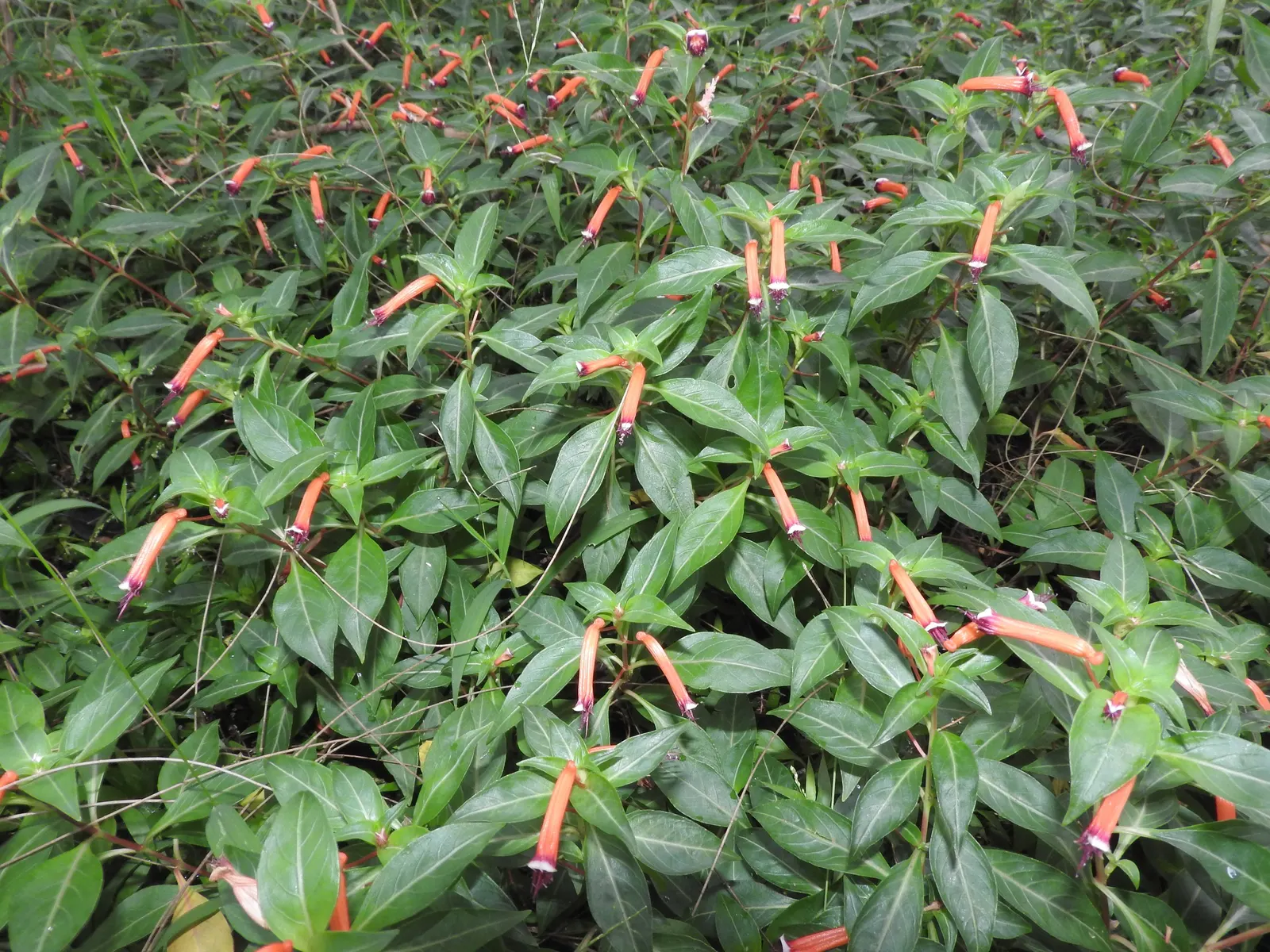 Firecracker Bush (Hamelia patens) — thriving in USDA zones 9-11; scientifically named Cuphea ignea, image 60