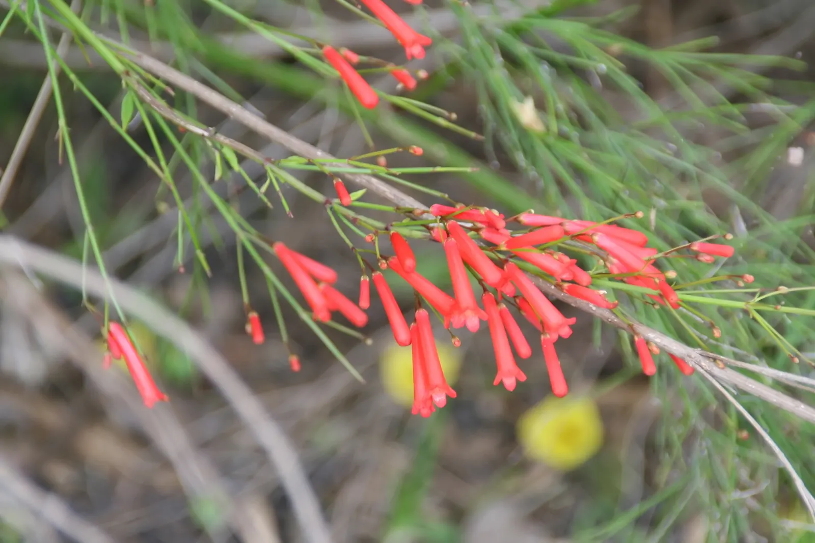 Firecracker Bush (Hamelia patens) — the Firecracker Bush is adept at creating a lush backdrop for its distinctive flowers