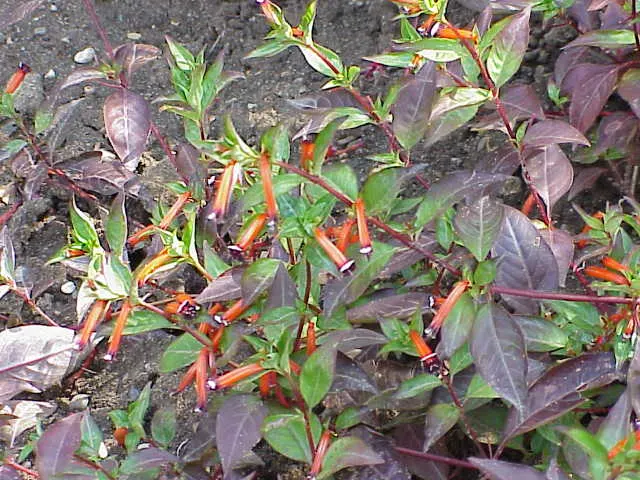Firecracker Bush (Hamelia patens) — The Firecracker Bush (Cuphea ignea); tubular red-orange flowers resembling lit firecrackers