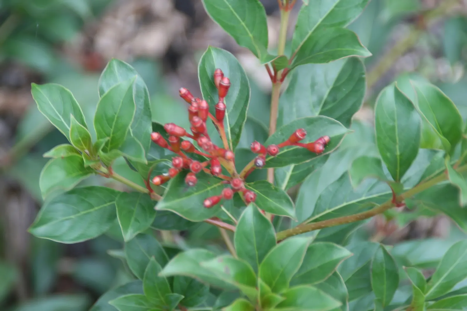 Firecracker Bush (Hamelia patens) — perennial for full or half or shade
