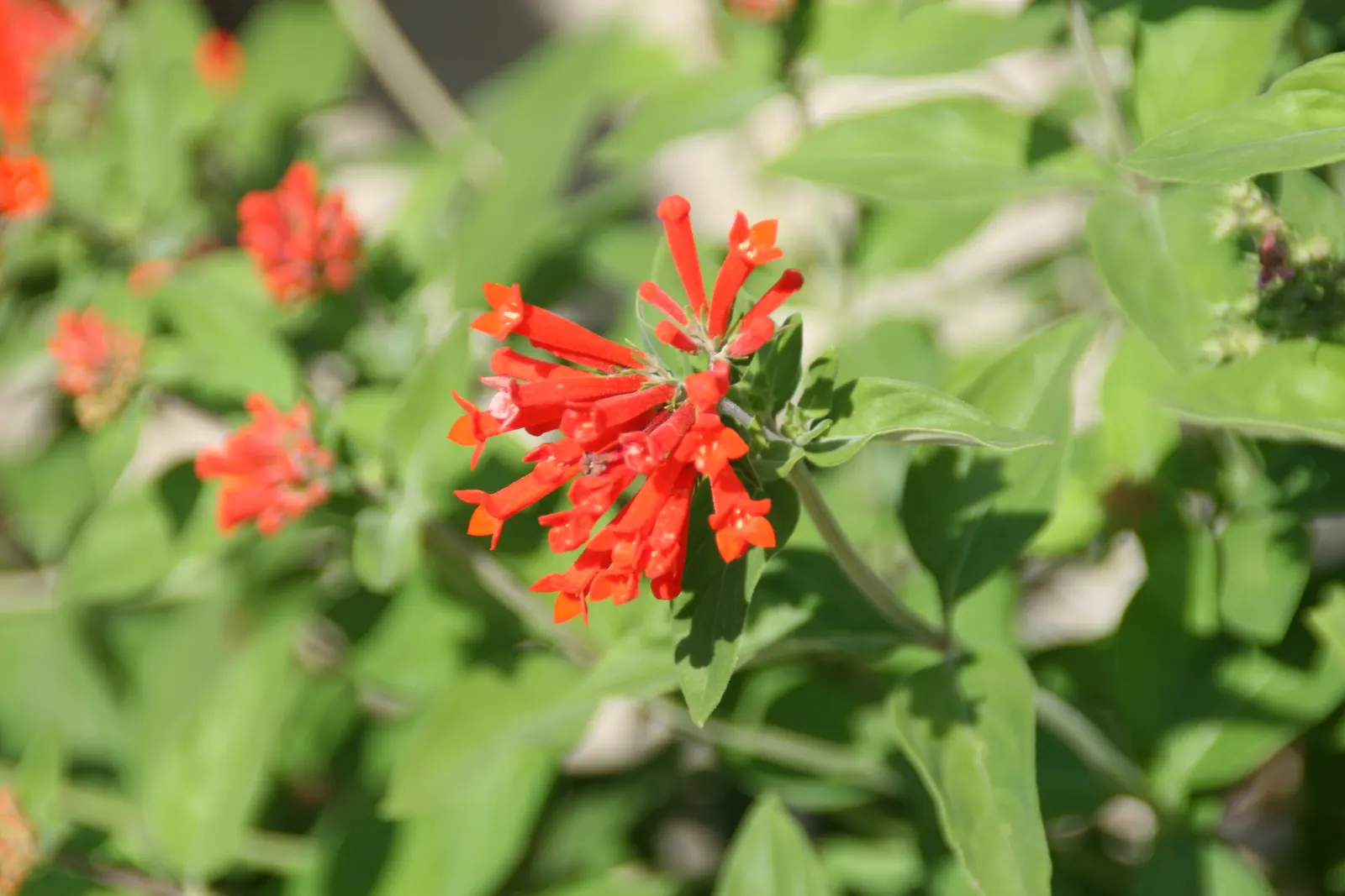 Firecracker Bush (Hamelia patens) — Cuphea ignea thrives in well-draining soil with moderate moisture; its evergreen foliage and continuous blooming add