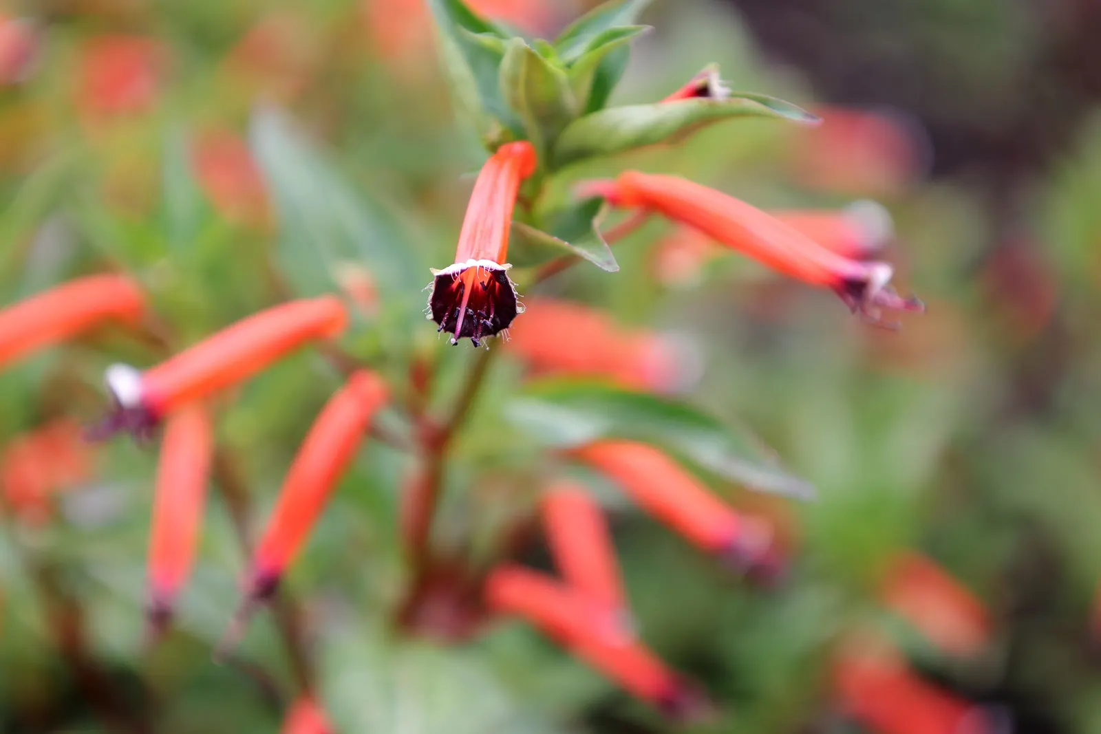 Firecracker Bush (Hamelia patens) — Its evergreen foliage and continuous blooming add year-round interest; making it an alluring and, image 64