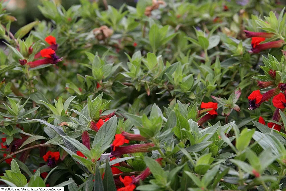 Firecracker Bush (Hamelia patens) — reminiscent of little firecrackers; perennial for full or half or shade