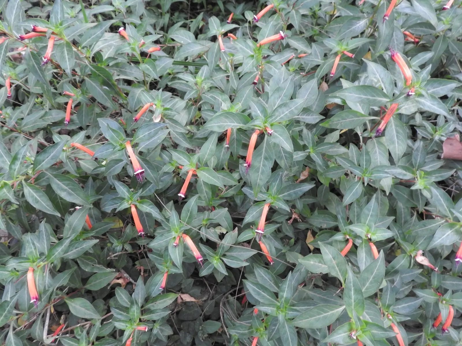 Firecracker Bush (Hamelia patens) — making it an excellent choice for warmer climate zones ranging from USDA Zone 10 to 11; these blooms are typically about 1