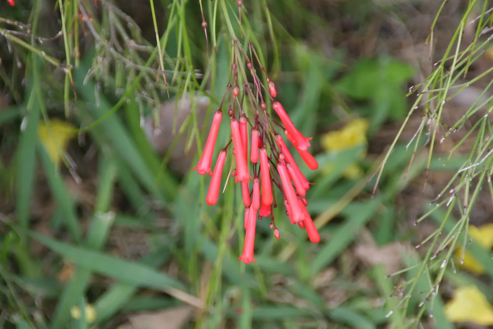 Firecracker Bush (Hamelia patens) — and spreading to a width of approximately 3 feet