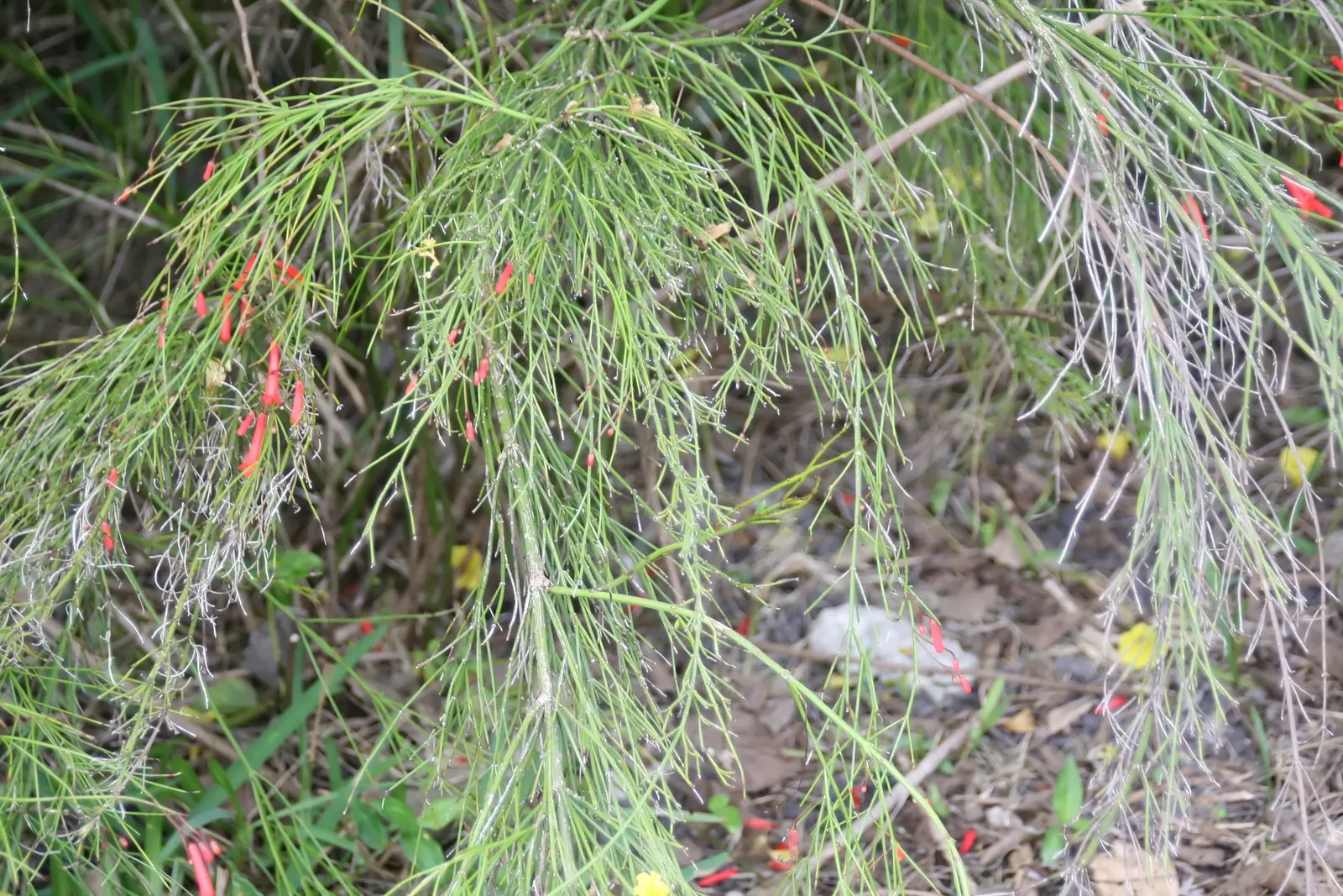 Firecracker Bush (Hamelia patens) — The Firecracker Bush (Cuphea ignea); tubular red-orange flowers resembling lit firecrackers, image 59