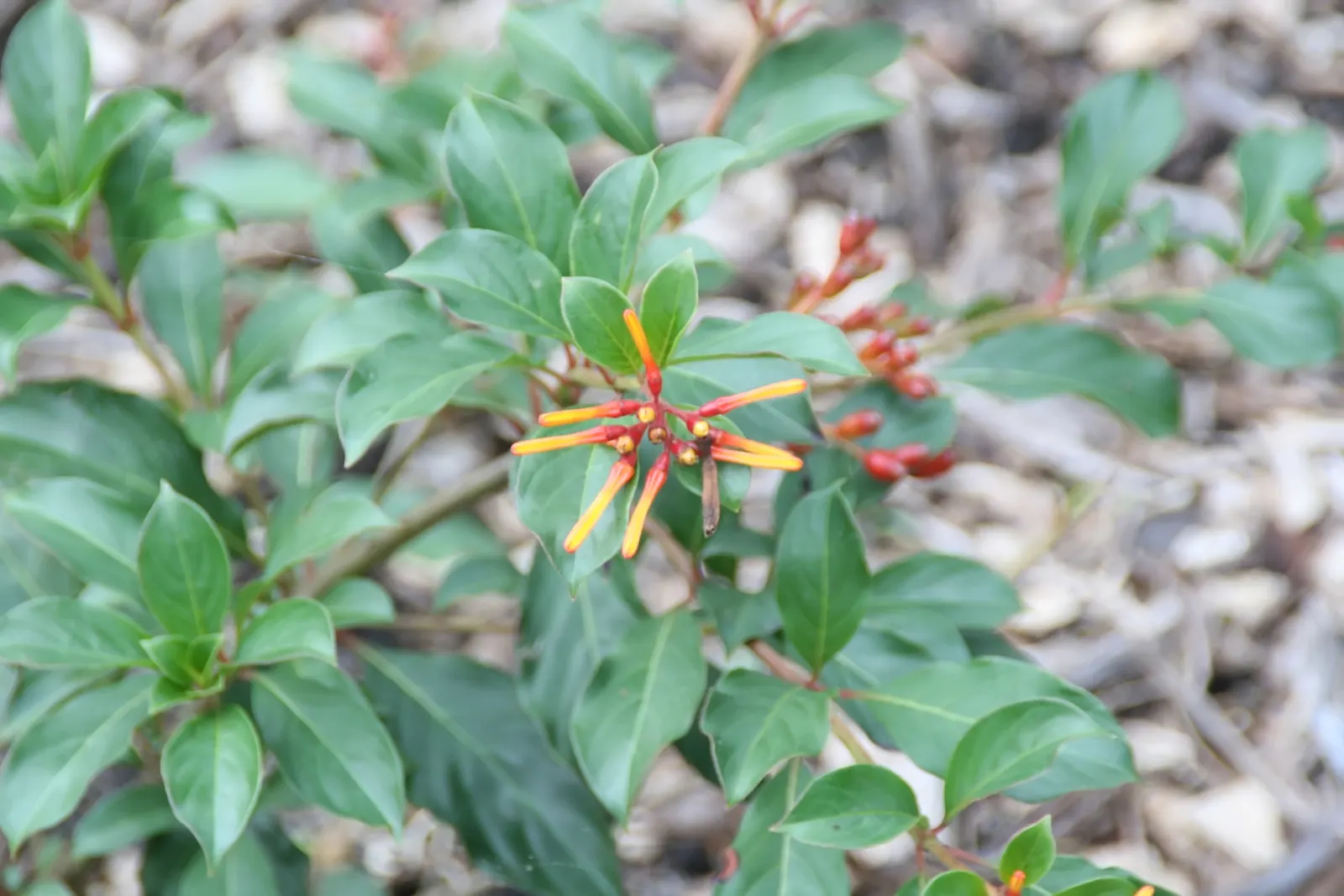 Firecracker Bush (Hamelia patens) — Ideal for borders or containers; reminiscent of little firecrackers