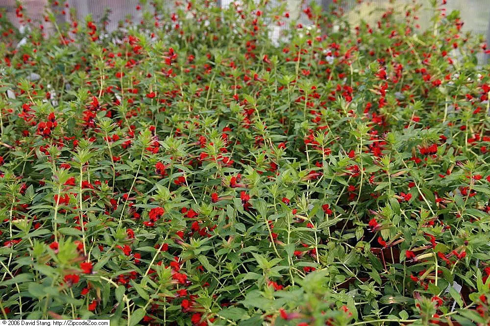 Firecracker Bush (Hamelia patens) — is a vibrant perennial adored for its narrow; exhibit fiery hues of orange and red and are frequently visited by, image 61