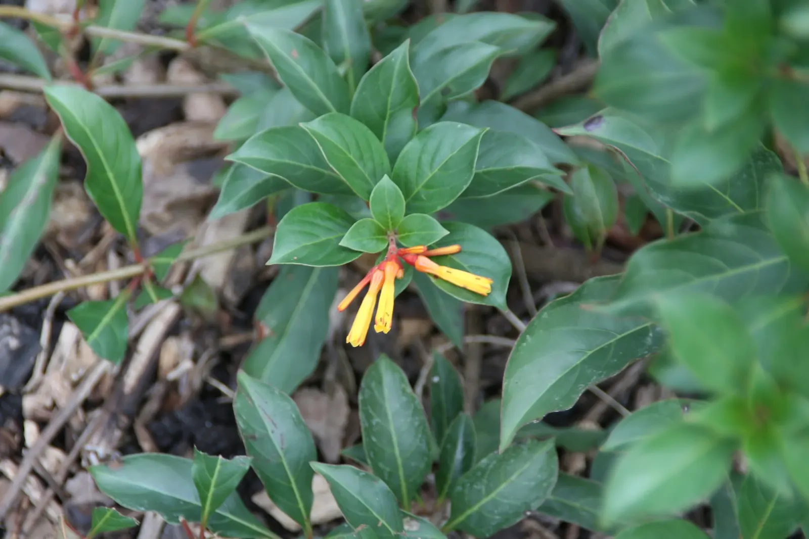 Firecracker Bush (Hamelia patens) — is a vibrant perennial adored for its narrow; exhibit fiery hues of orange and red and are frequently visited by