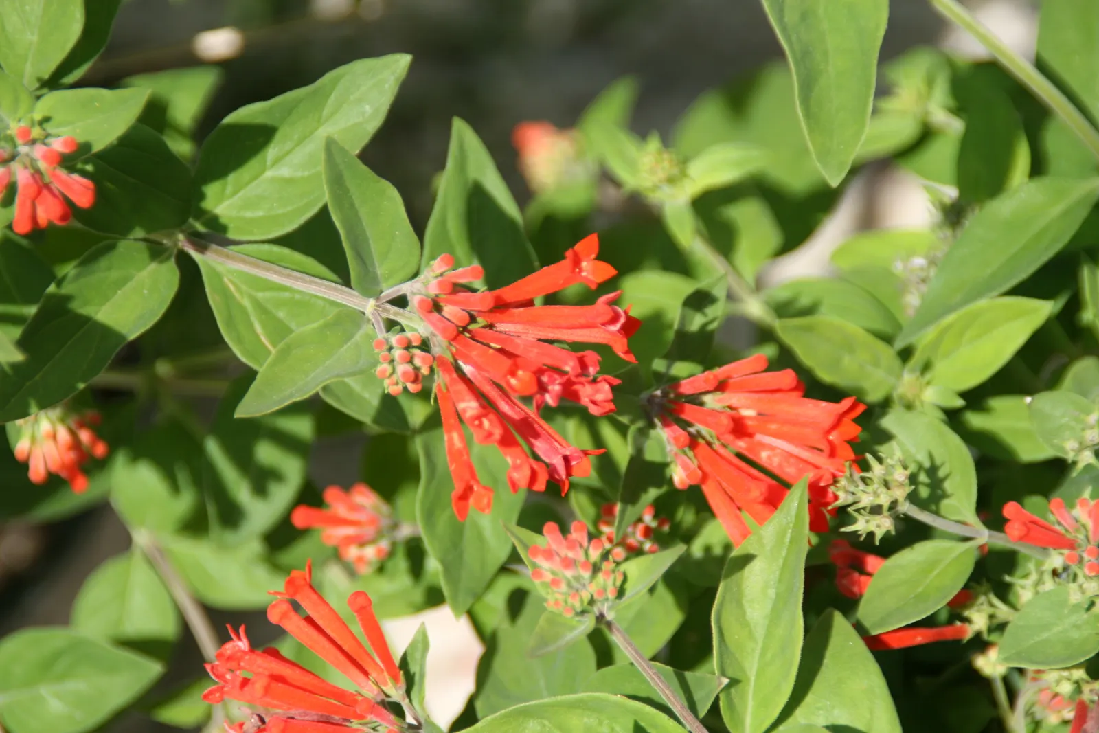 Firecracker Bush (Hamelia patens) — exhibit fiery hues of orange and red and are frequently visited by hummingbirds and pollinators; ideal for borders or