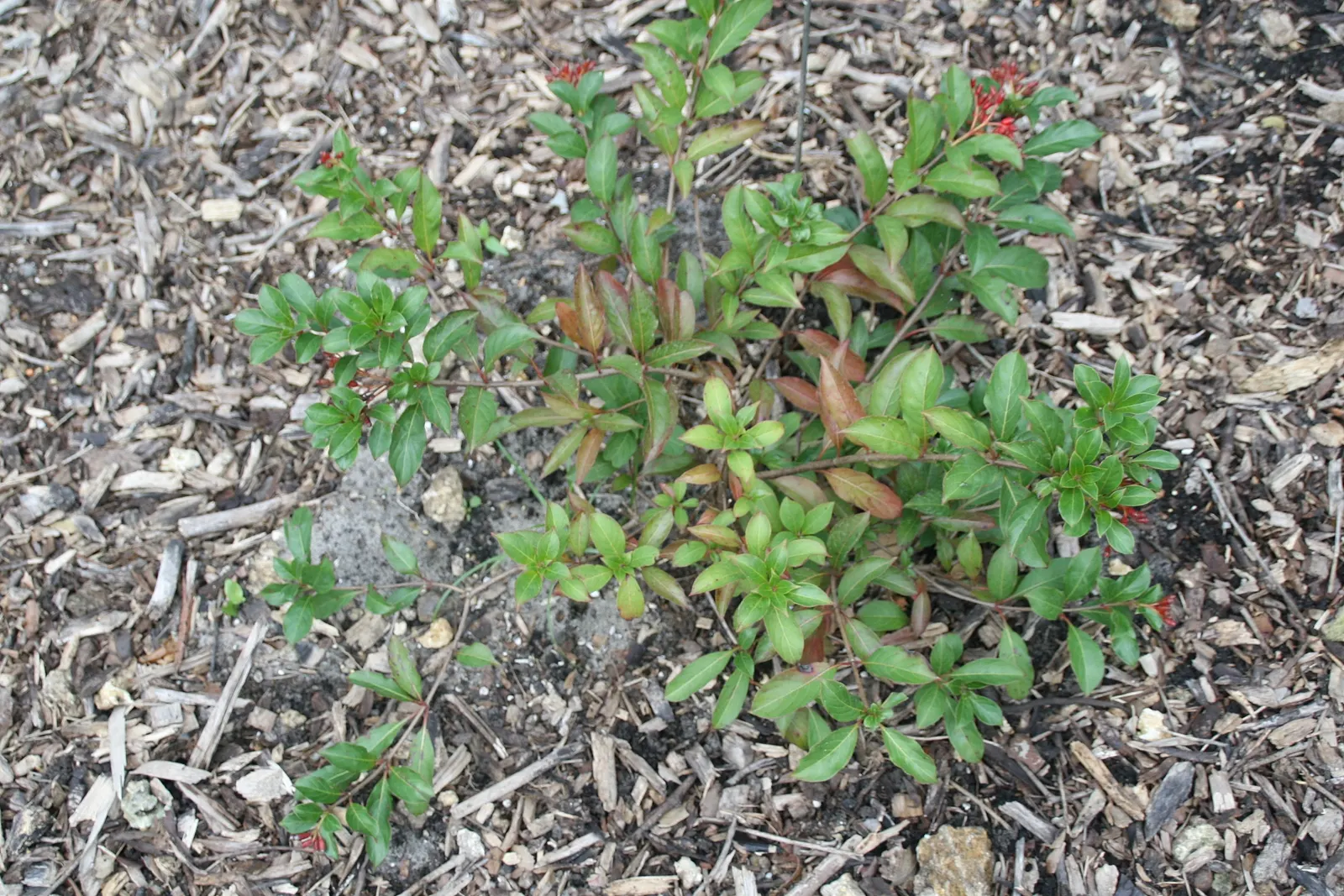 Firecracker Bush (Hamelia patens) — is a vibrant perennial adored for its narrow