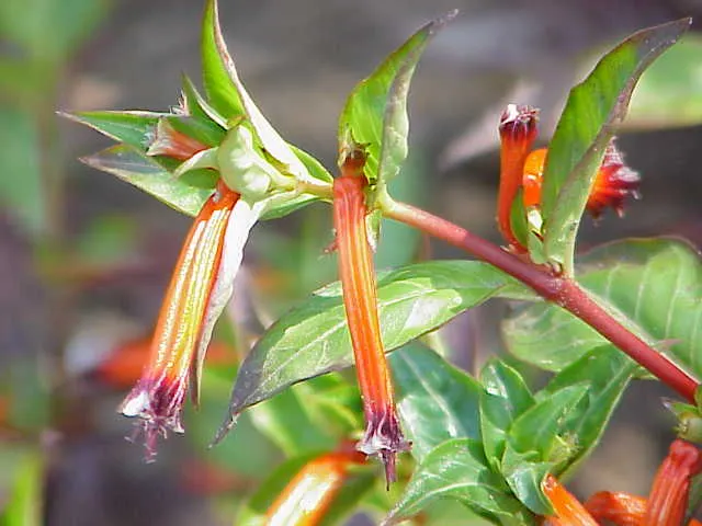Firecracker Bush (Hamelia patens) — This sun-loving specimen reaches 24 inches in height and spreads up to 35 inches; is a vibrant perennial adored for its