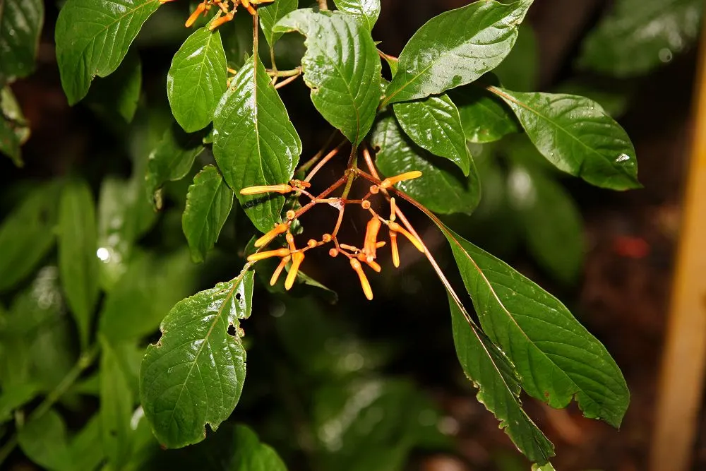 Firecracker Bush (Hamelia patens) — thriving in USDA zones 9-11