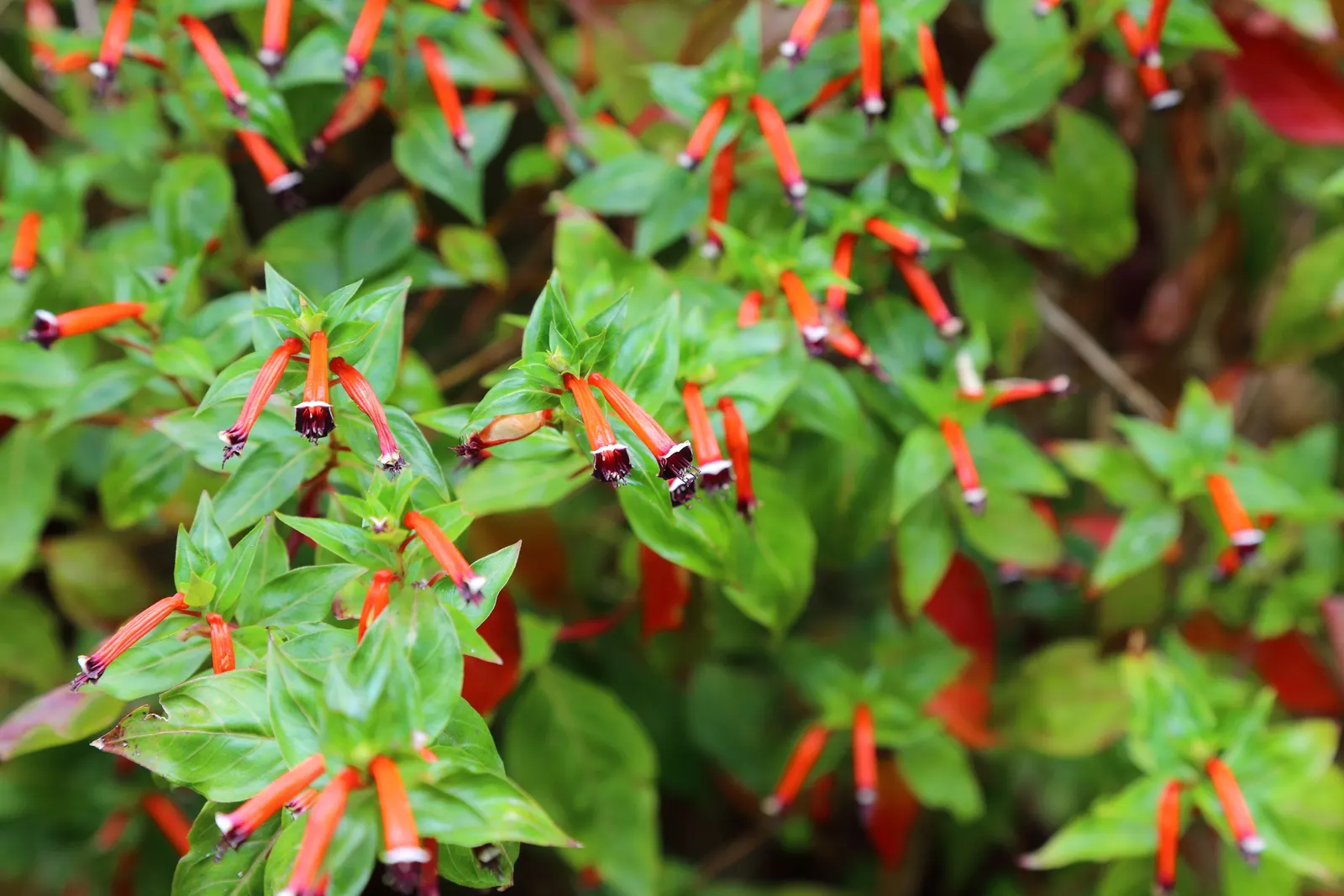 Firecracker Bush (Hamelia patens) — Cuphea ignea thrives in well-draining soil with moderate moisture