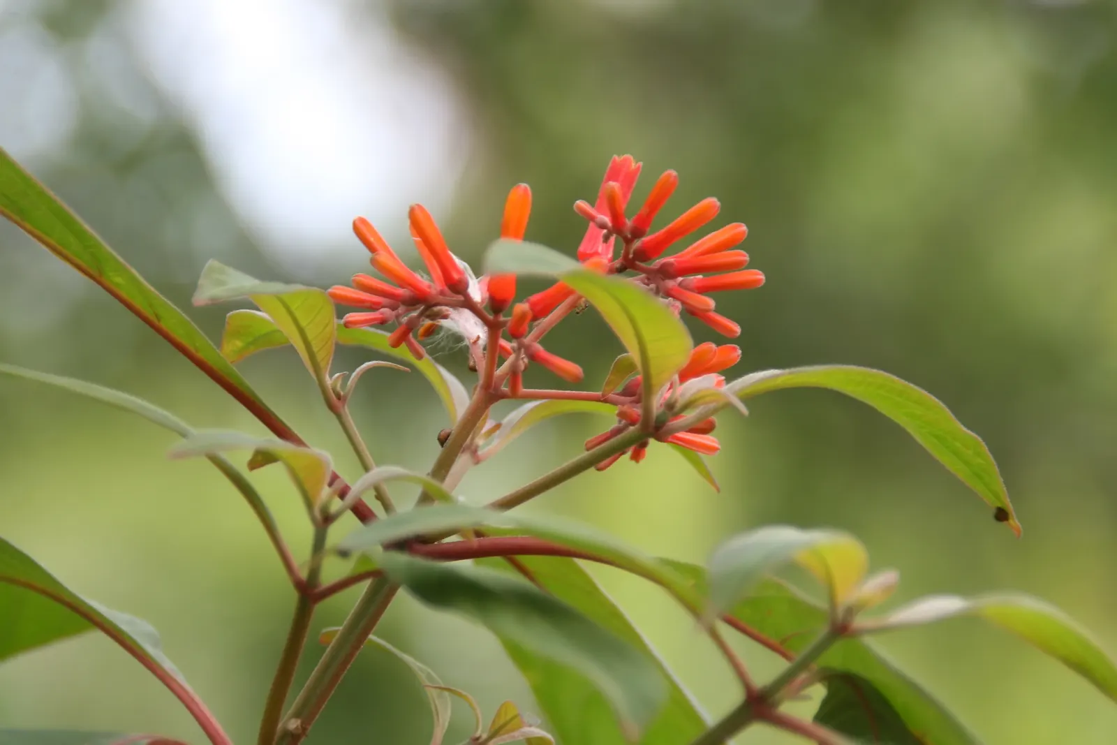 Firecracker Bush (Hamelia patens) — ensuring prolonged visual interest.<br><br>Adaptable to both full sun and partial shade