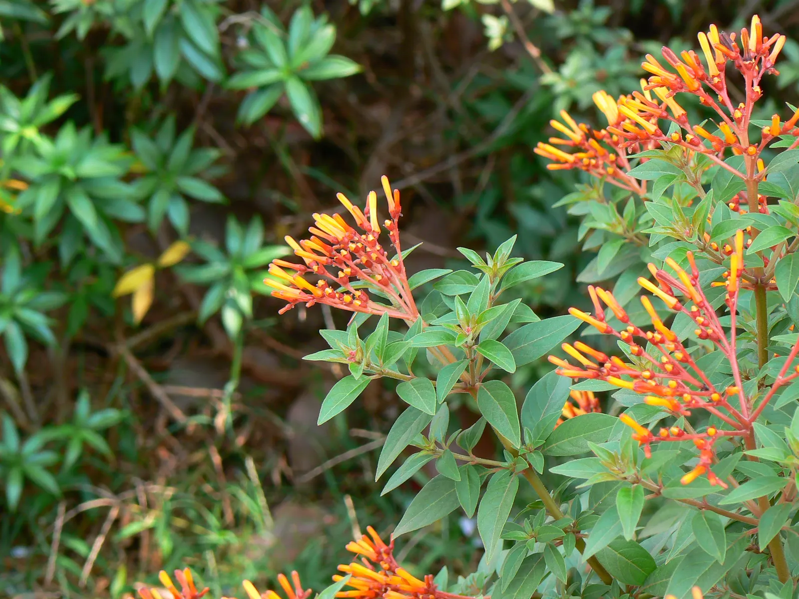 Firecracker Bush (Hamelia patens) — Reaching an average height of 2 to 3 feet