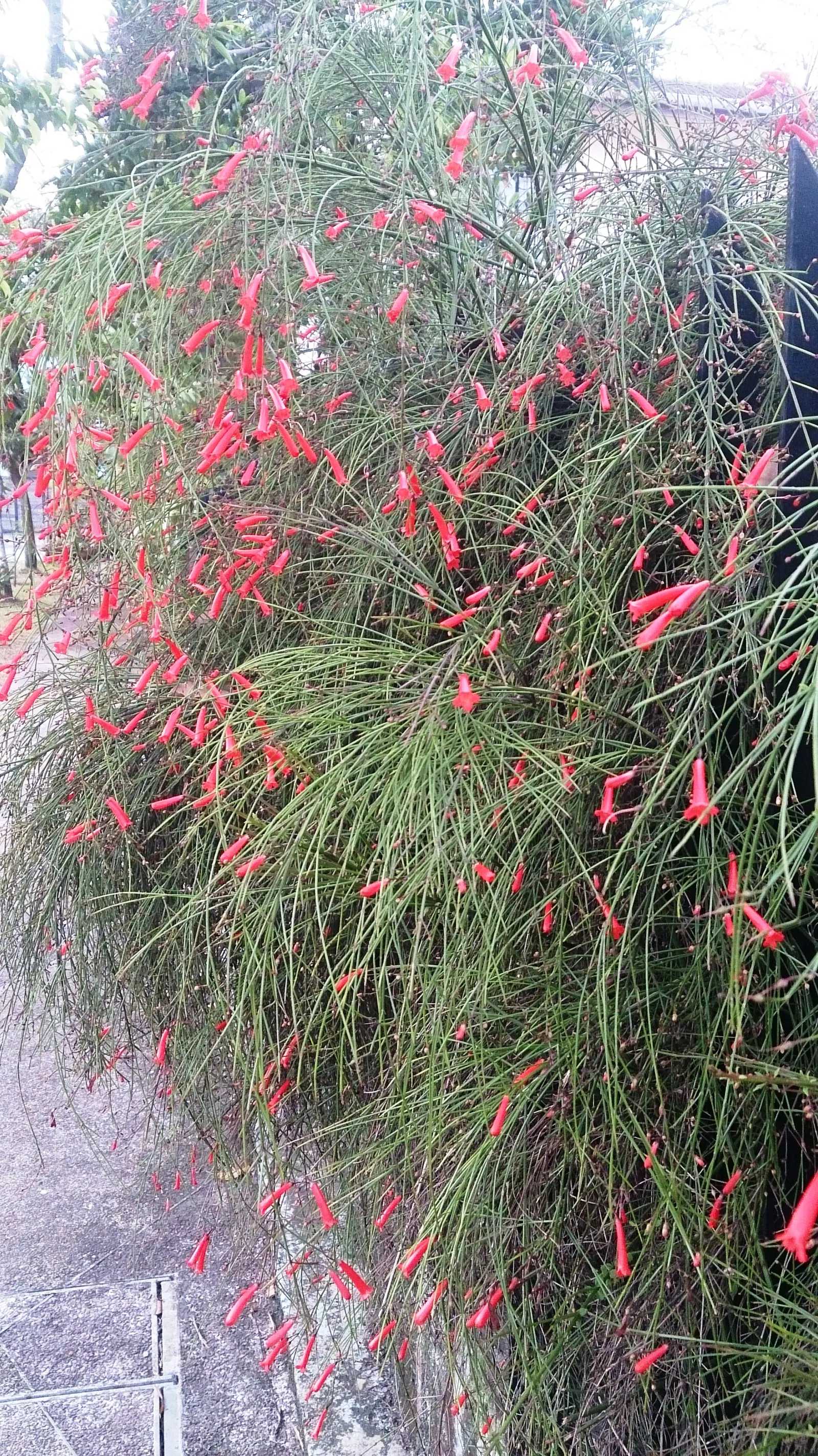 Firecracker Bush (Hamelia patens) — Cuphea ignea attracts hummingbirds; making it an excellent choice for warmer climate zones ranging from USDA, image 66
