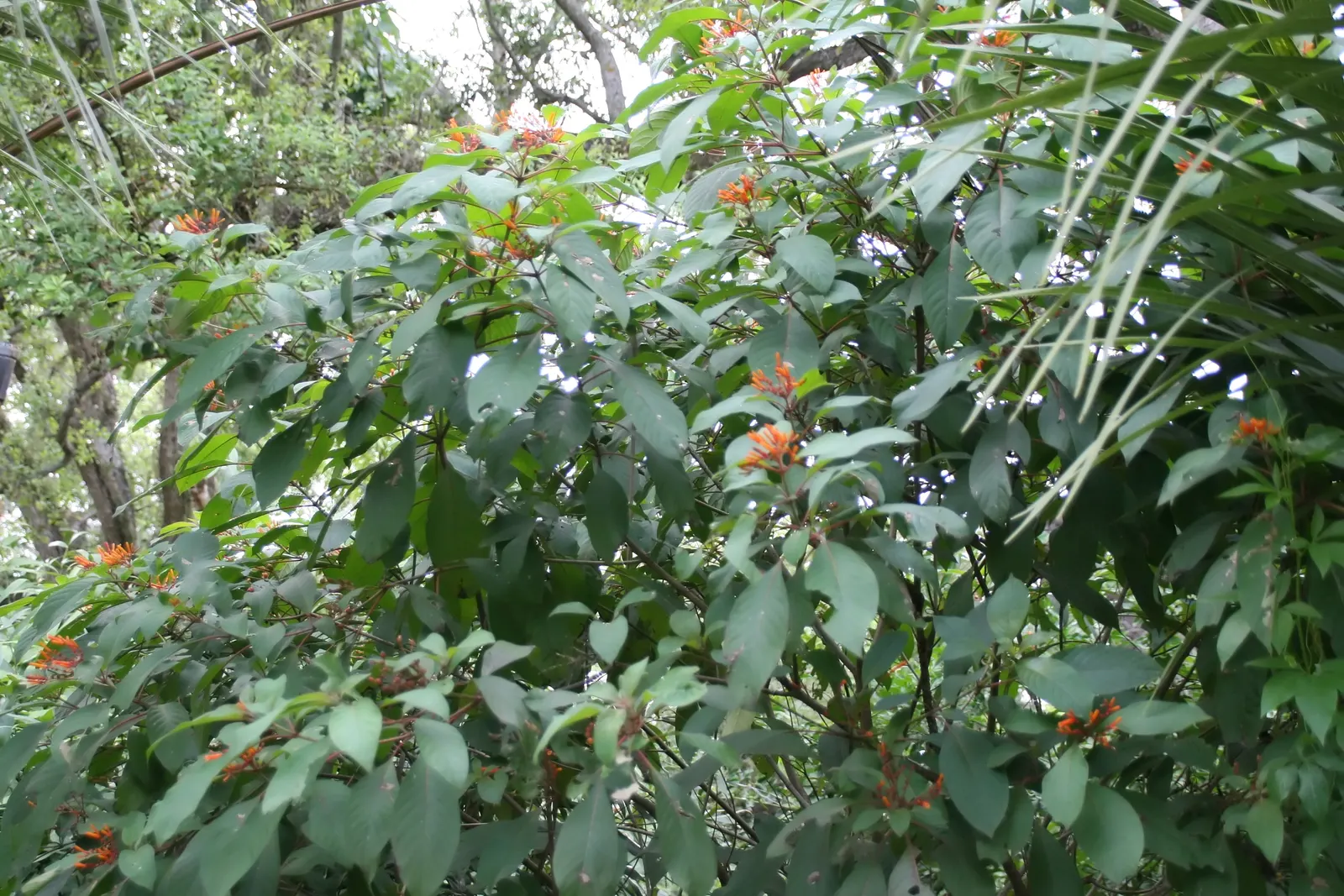Firecracker Bush (Hamelia patens) — Cuphea ignea attracts hummingbirds; making it an excellent choice for warmer climate zones ranging from USDA Zone 10 to 11