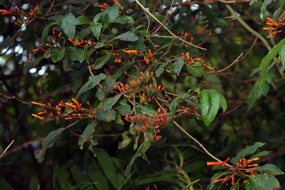 Firecracker Bush (Hamelia patens) — It is also relatively heat tolerant