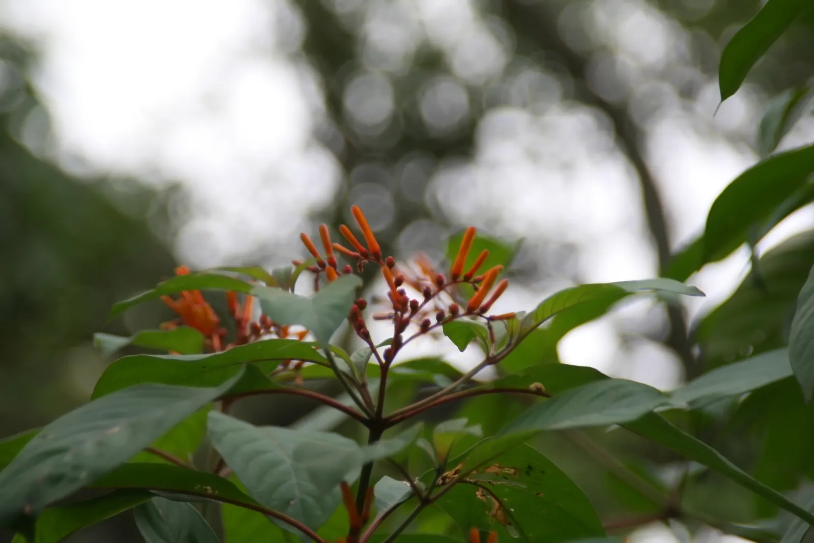 Firecracker Bush (Hamelia patens) — thriving in USDA zones 9-11; scientifically named Cuphea ignea