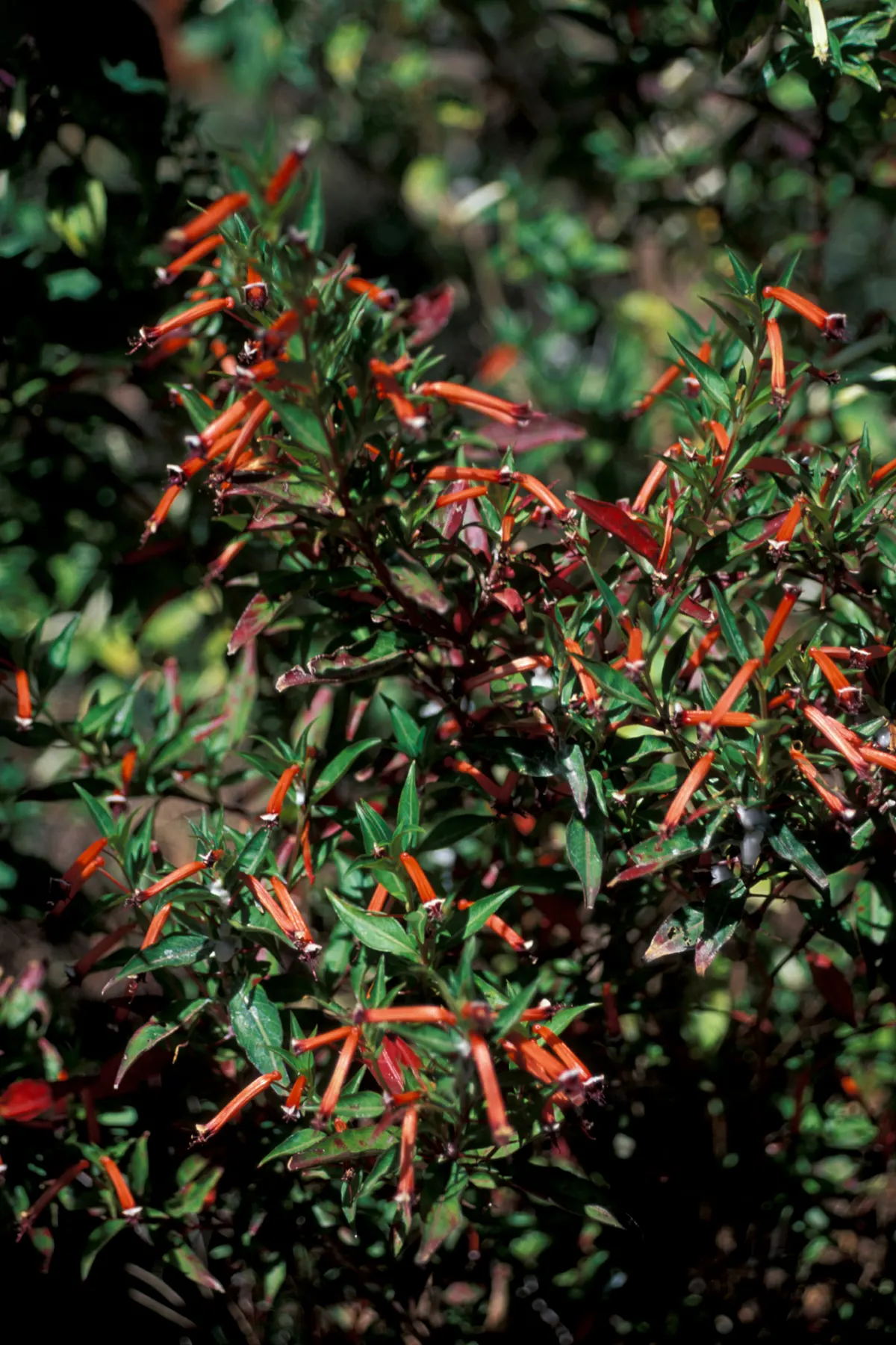 Firecracker Bush (Hamelia patens) — lance-shaped leaves that measure about 1 to 1.5 inches in length