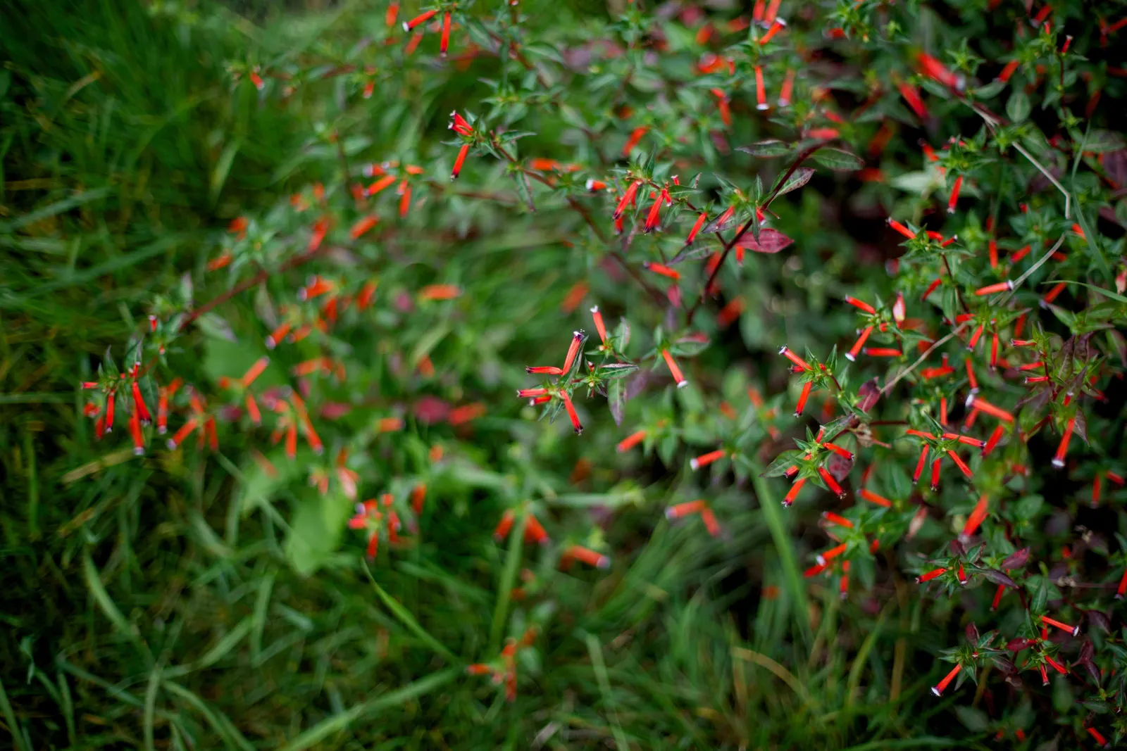 Firecracker Bush (Hamelia patens) — Consider incorporating the Firecracker Bush into your design for a low-maintenance