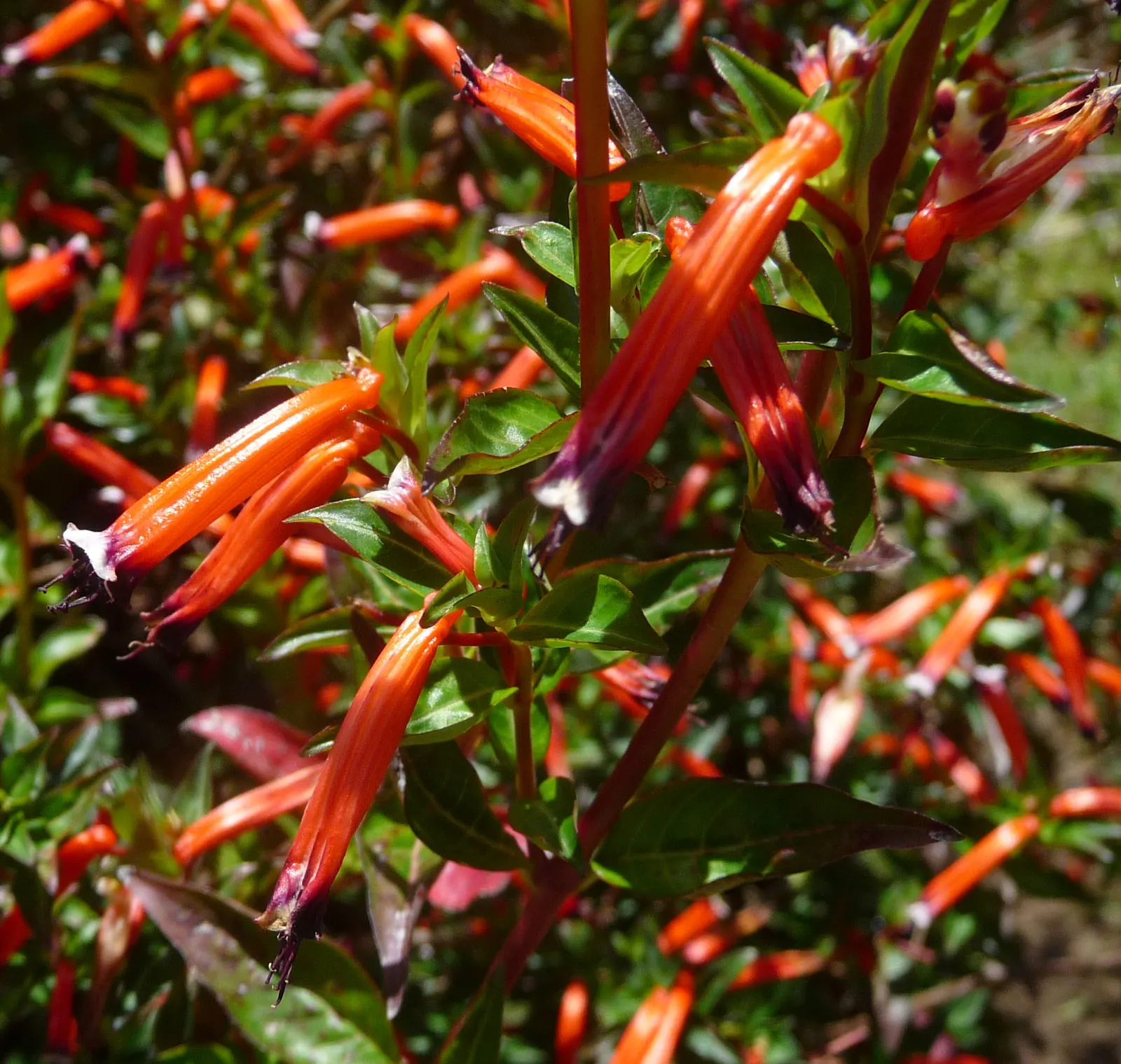 Firecracker Bush (Hamelia patens) — tubular red-orange flowers resembling lit firecrackers; consider incorporating the Firecracker Bush into your design for a