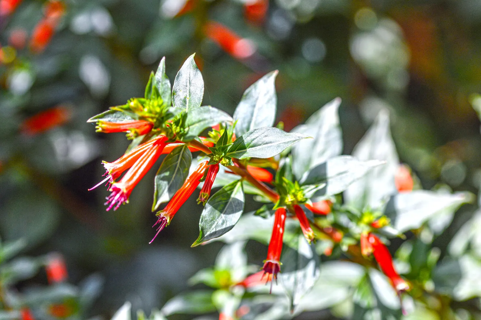 Firecracker Bush (Hamelia patens) — exhibit fiery hues of orange and red and are frequently visited by hummingbirds and pollinators