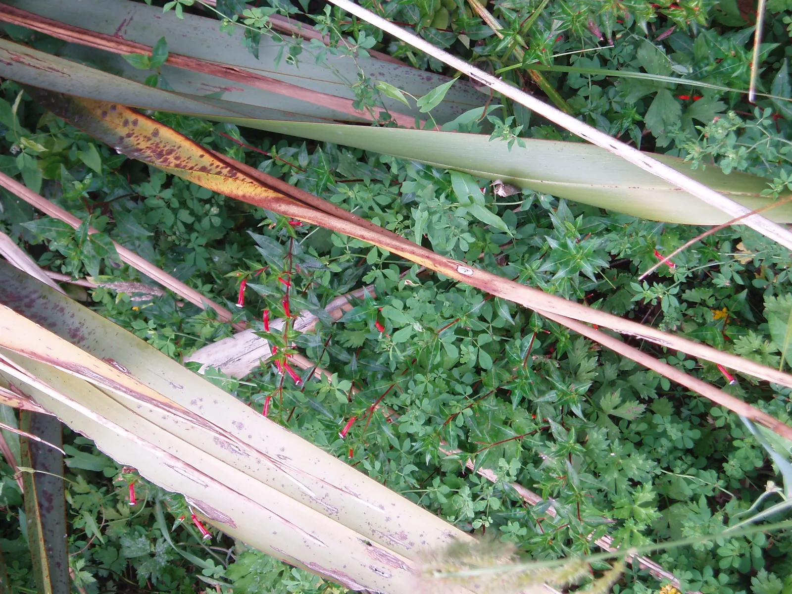 Firecracker Bush (Hamelia patens) — This sun-loving specimen reaches 24 inches in height and spreads up to 35 inches