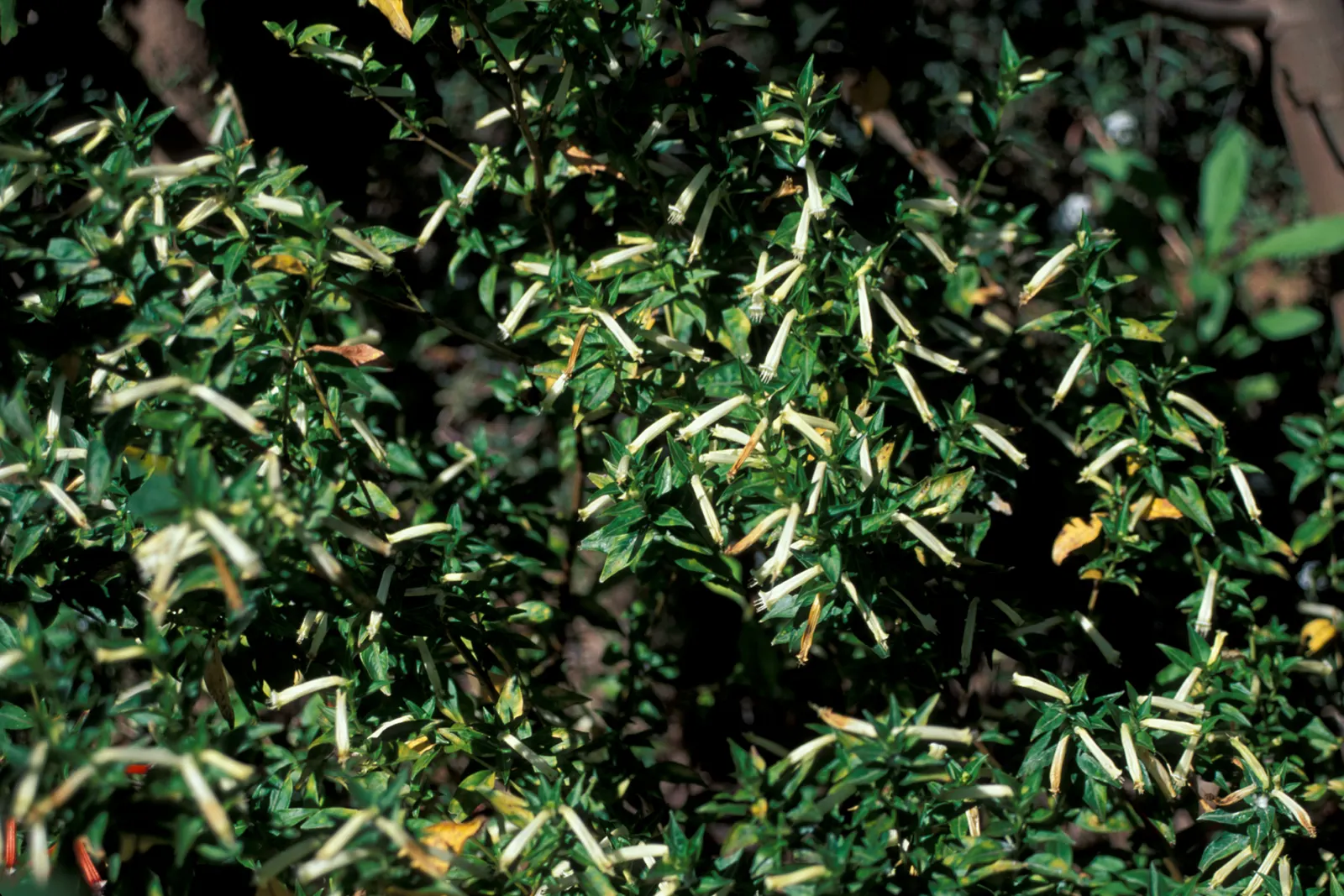 Firecracker Bush (Hamelia patens) — tubular red-orange flowers resembling lit firecrackers; consider incorporating the Firecracker Bush into your, image 62