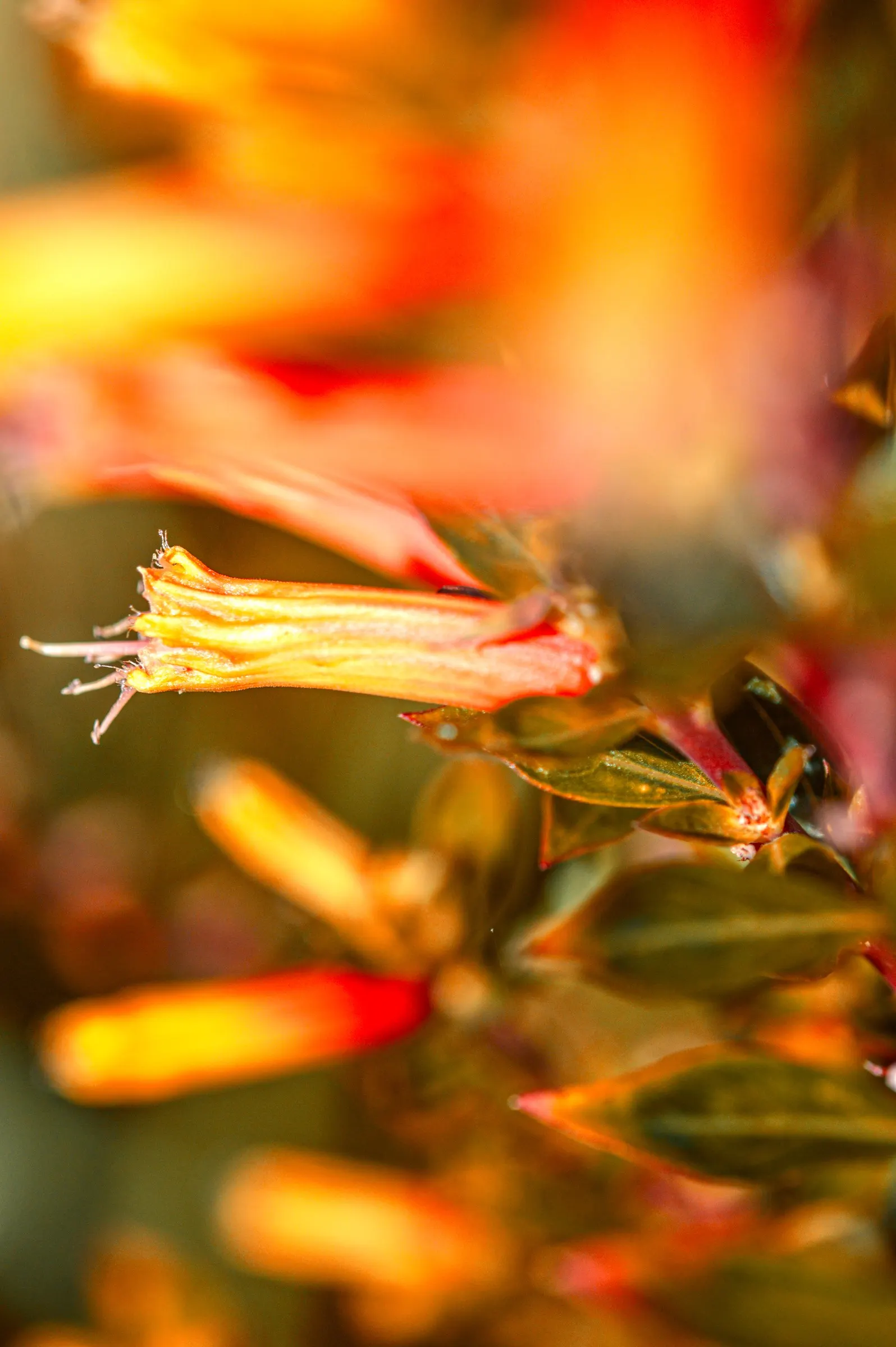 Firecracker Bush (Hamelia patens) — tropical feel that dazzles with long-lasting color and animated garden activity