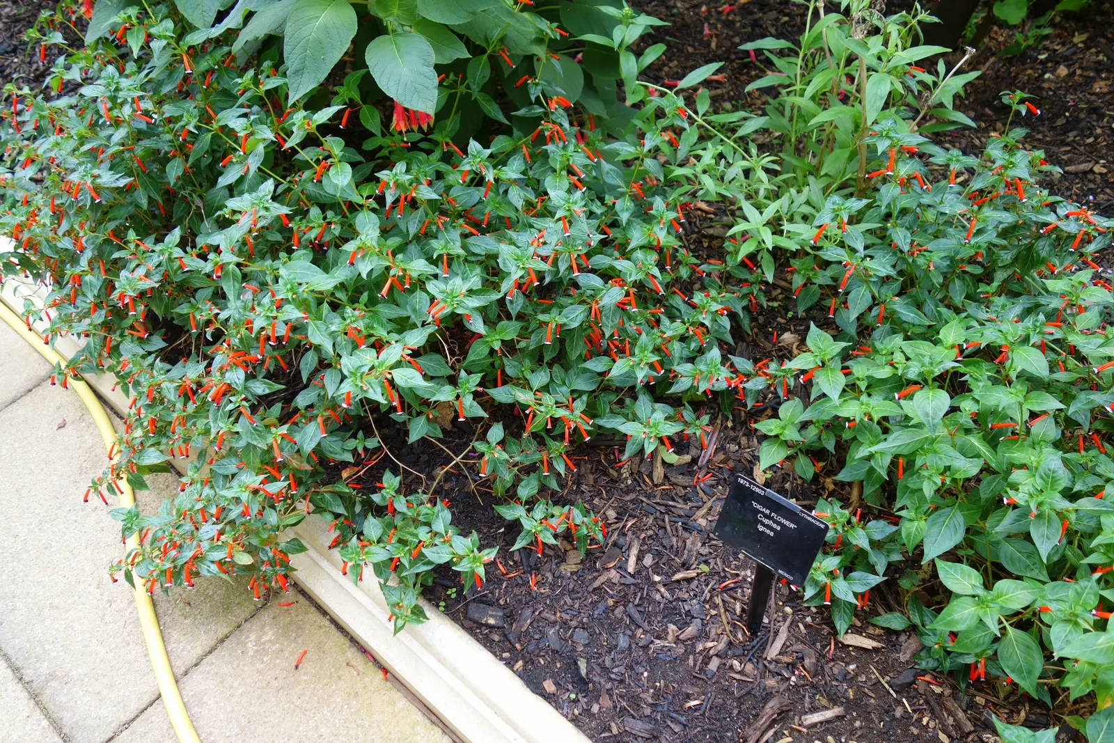 Firecracker Bush (Hamelia patens) — perennial with red blooms; adding dynamic life to the garden