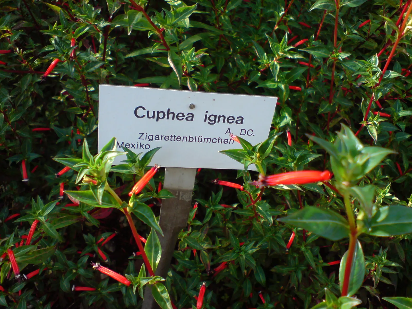 Firecracker Bush (Hamelia patens) — Consider incorporating the Firecracker Bush into your design for a low-maintenance; red flowers in the garden