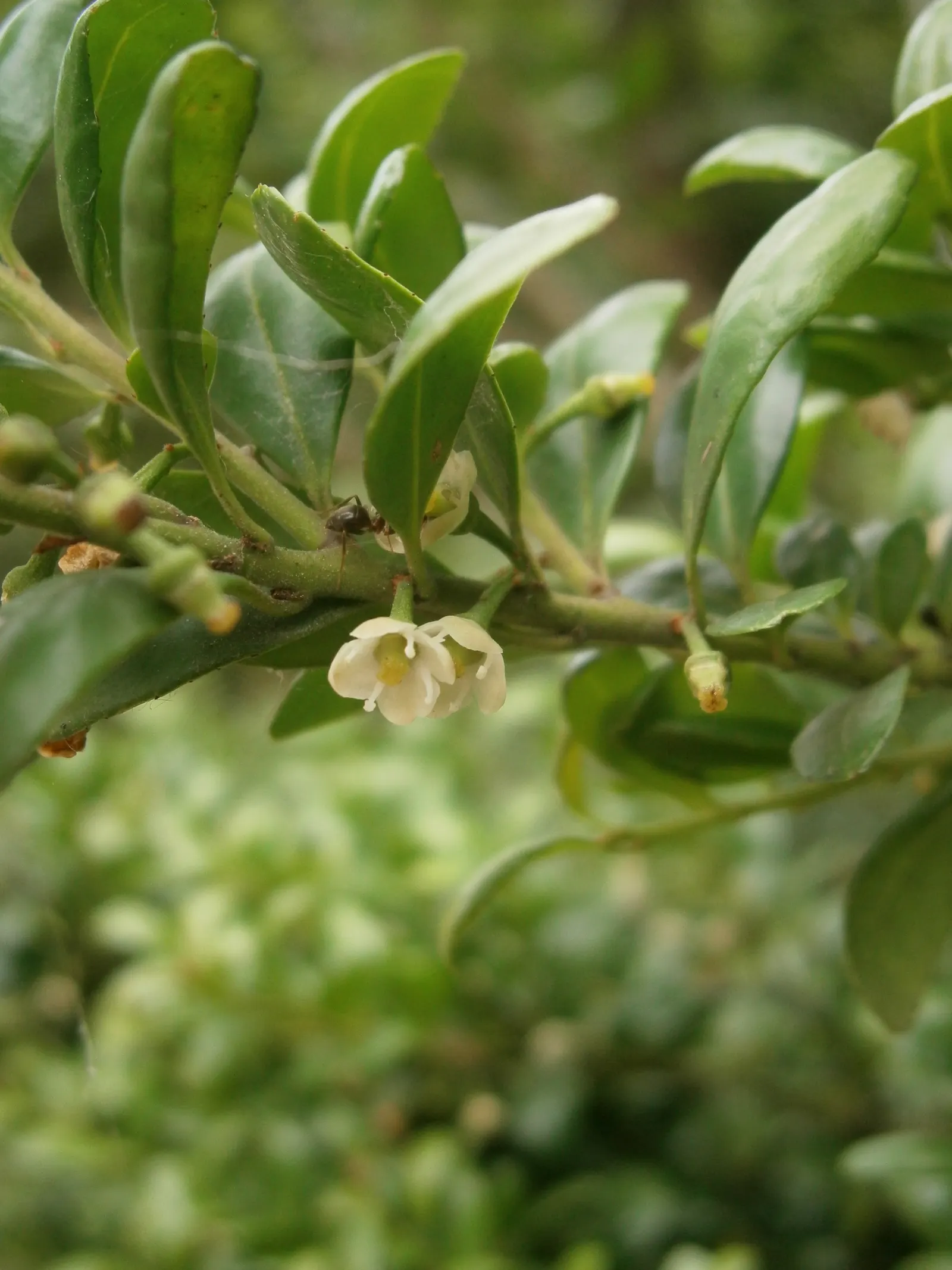 Compact Japanese Holly (Ilex Crenata 'Convexa') — evergreen shrub with a rounded growth habit