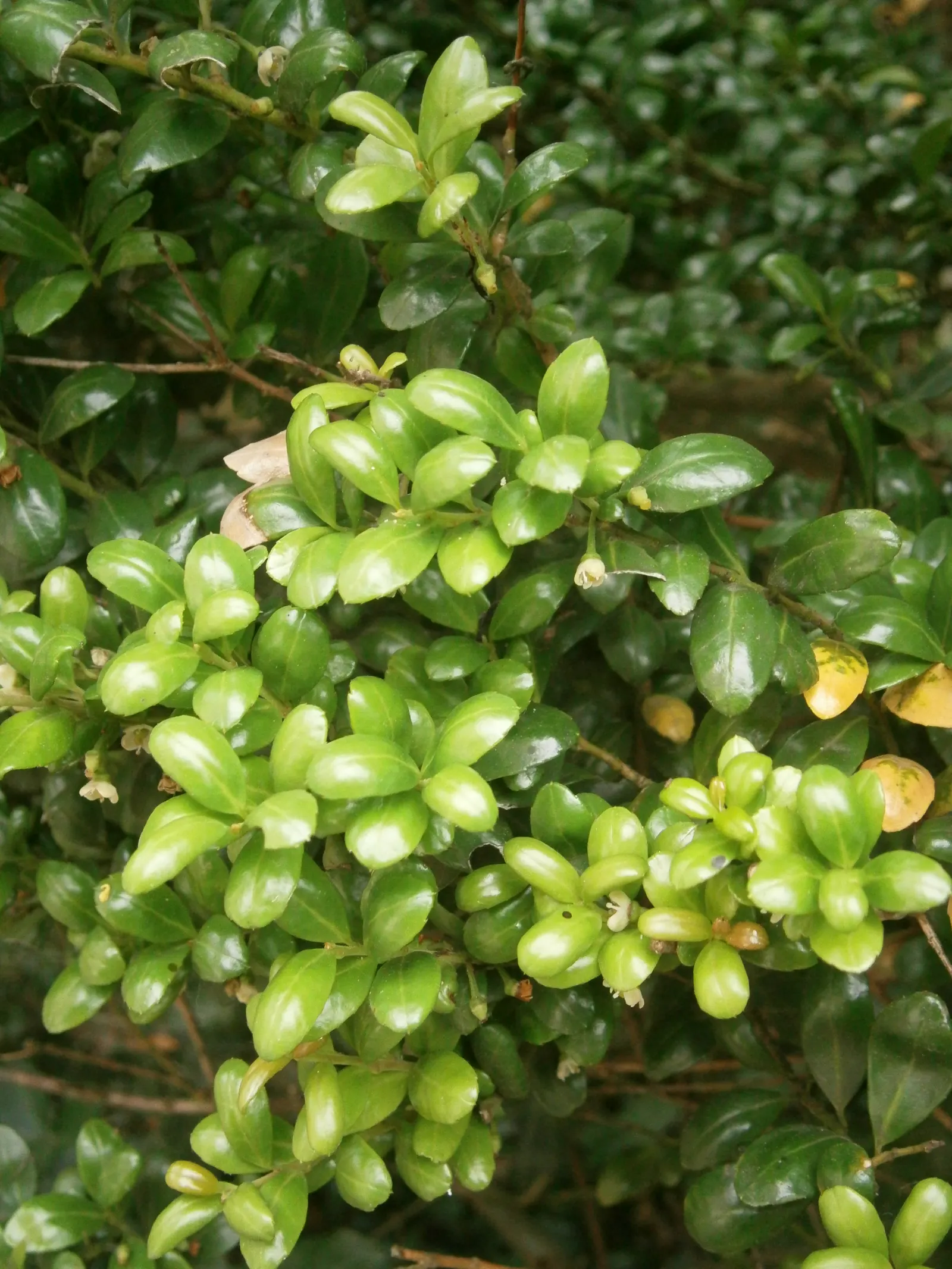 Compact Japanese Holly (Ilex Crenata 'Convexa') — Its small, convex dark green leaves mimic boxwood and are resistant to pests and disease