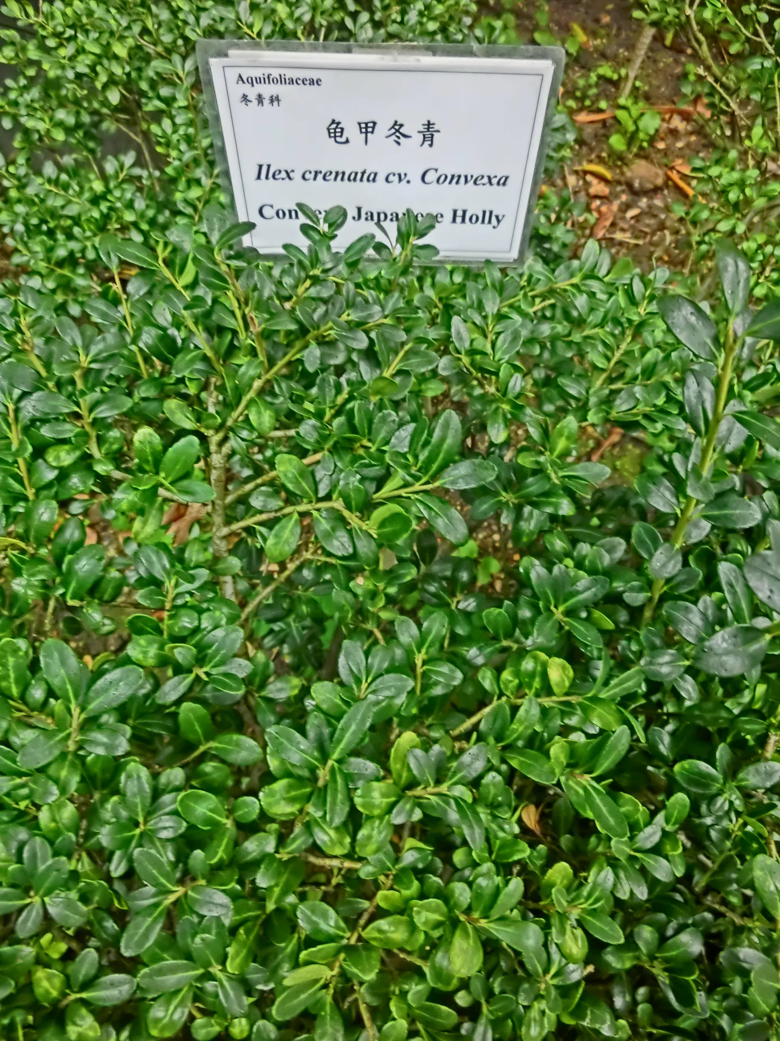 Compact Japanese Holly (Ilex Crenata 'Convexa') — It thrives in USDA zones 6-9, prefers partial to full sun, and adapts to various soil types