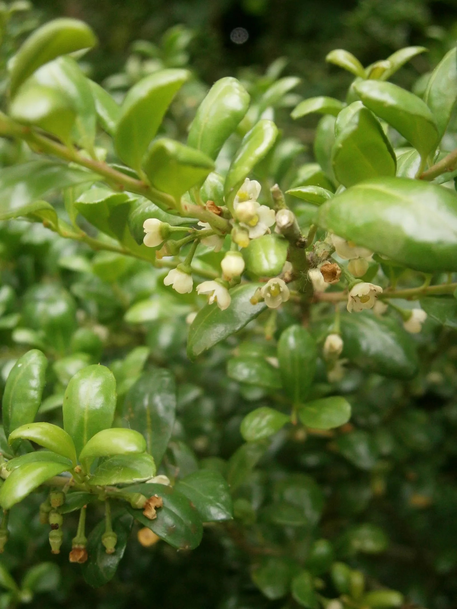 Compact Japanese Holly (Ilex Crenata 'Convexa') — reaching 4-6 ft tall and 4-6 ft wide