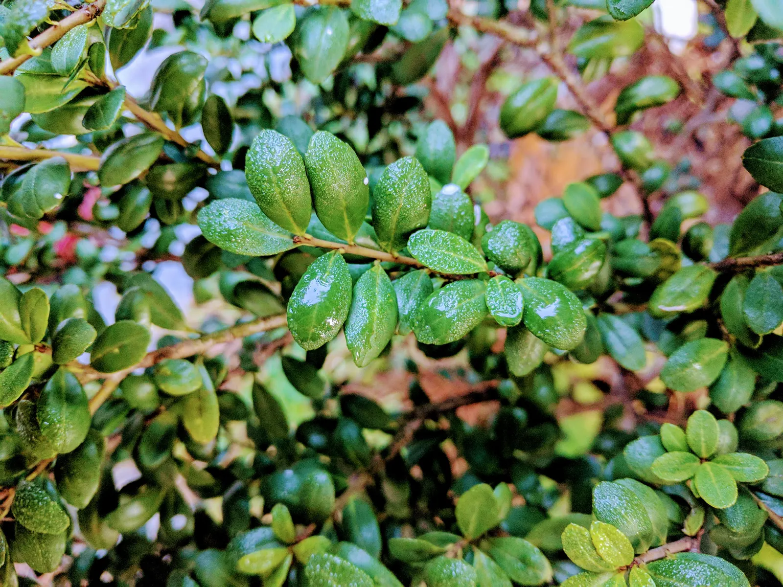 Compact Japanese Holly (Ilex Crenata 'Convexa') — The Compact Japanese Holly 'Convexa' is a dense