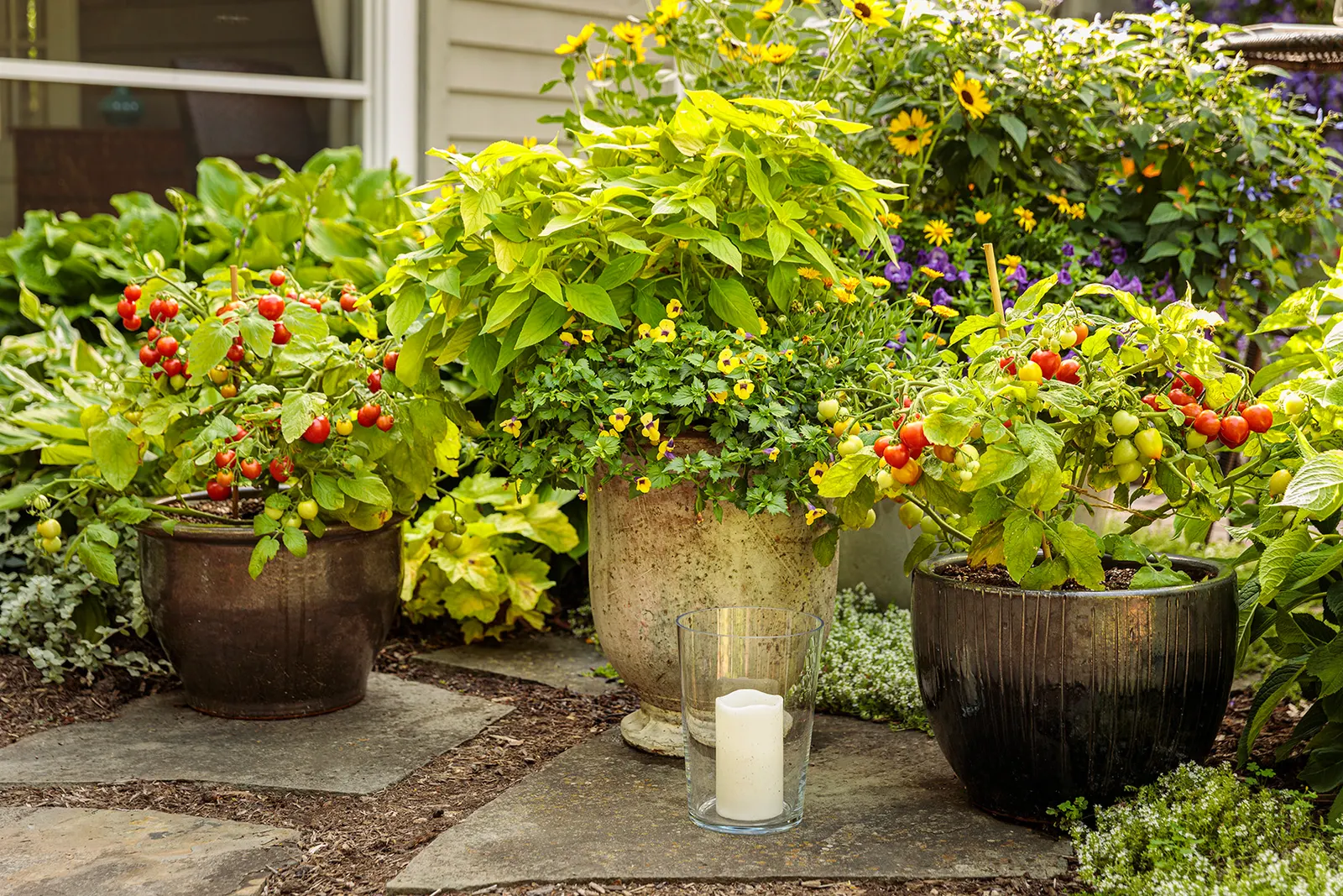 Garden Gem Tomato (Solanum lycopersicum) — It matures at 30-42 inches tall and 12-20 inches wide