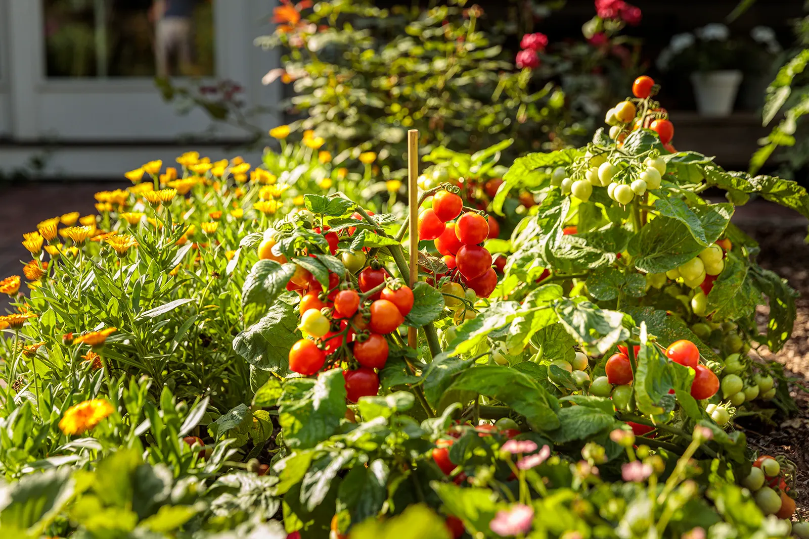 Garden Gem Tomato (Solanum lycopersicum) — or Solanum lycopersicum 'Garden Gem'