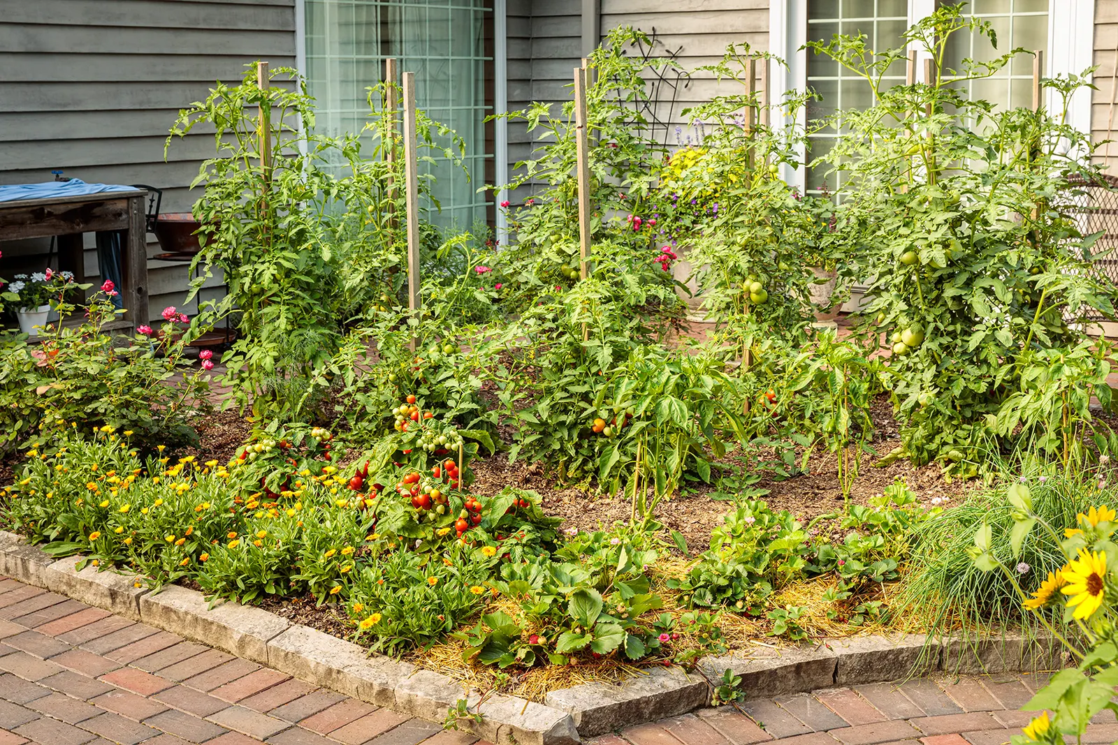 Garden Gem Tomato (Solanum lycopersicum) — Grow in full sun, fertile well-drained soil, and consistent moisture, with staking or a cage for support