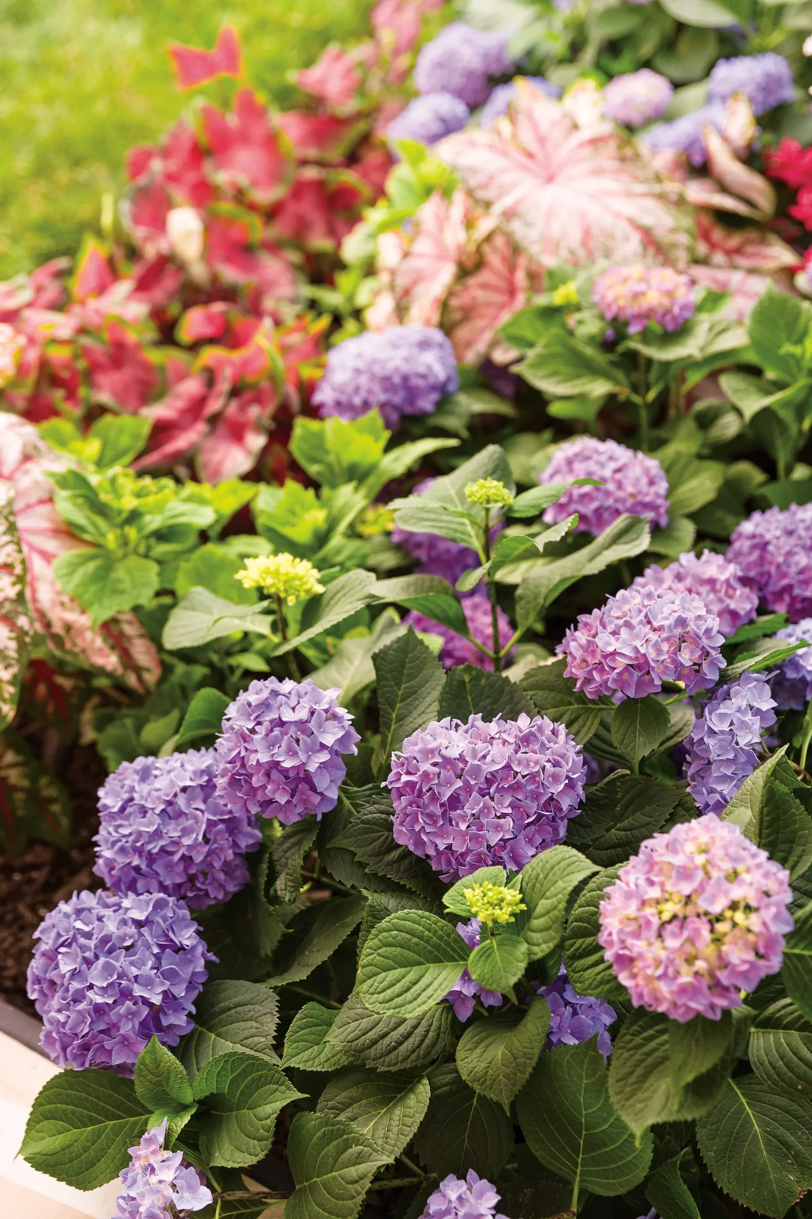 Blue Jangles® Reblooming hydrangea (Hydrangea macrophylla) — is a compact deciduous shrub with the generous floral presence of a classic mophead in a notably