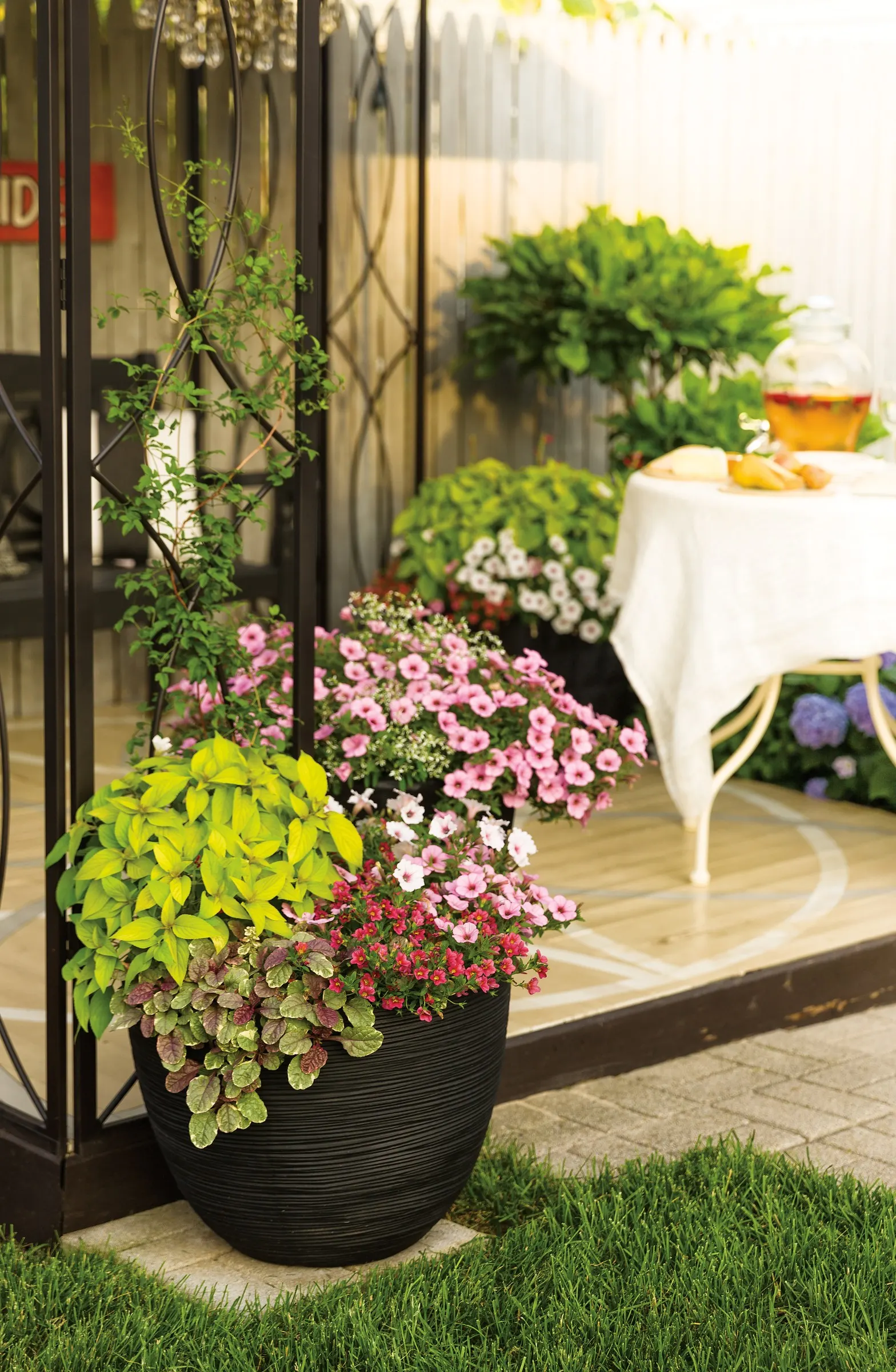 Blue Jangles® Reblooming hydrangea (Hydrangea macrophylla) — well-drained soil with average water and part sun to sun