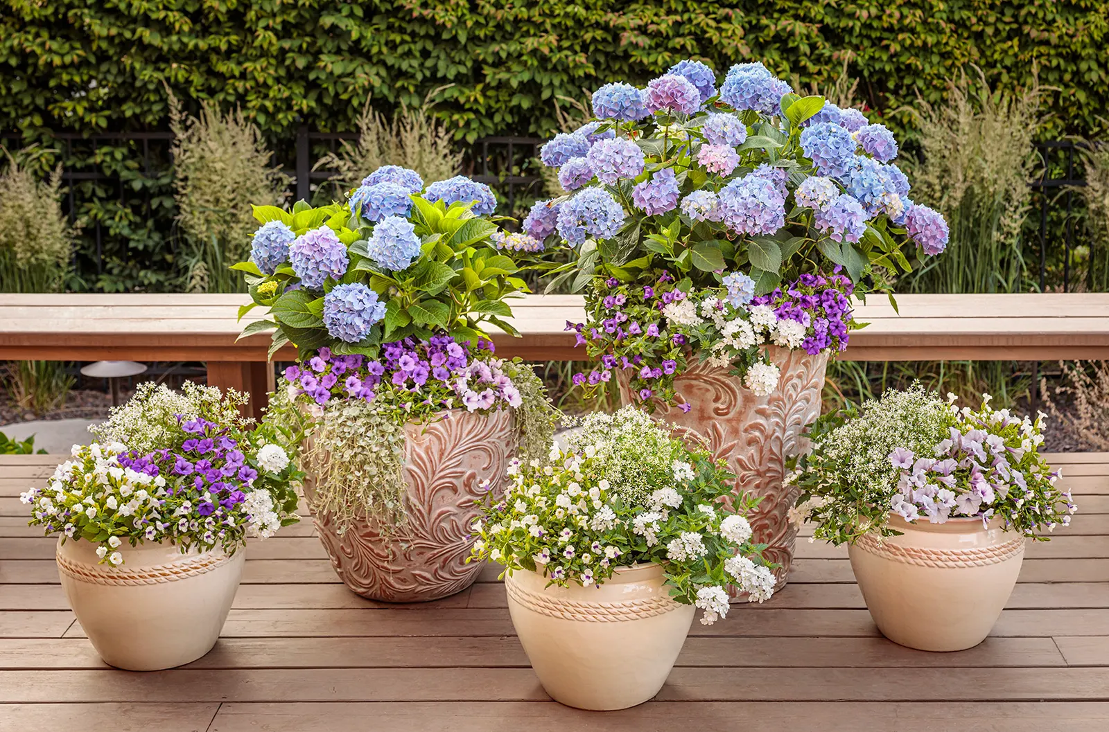 Blue Jangles® Reblooming hydrangea (Hydrangea macrophylla) — It is best left largely unpruned