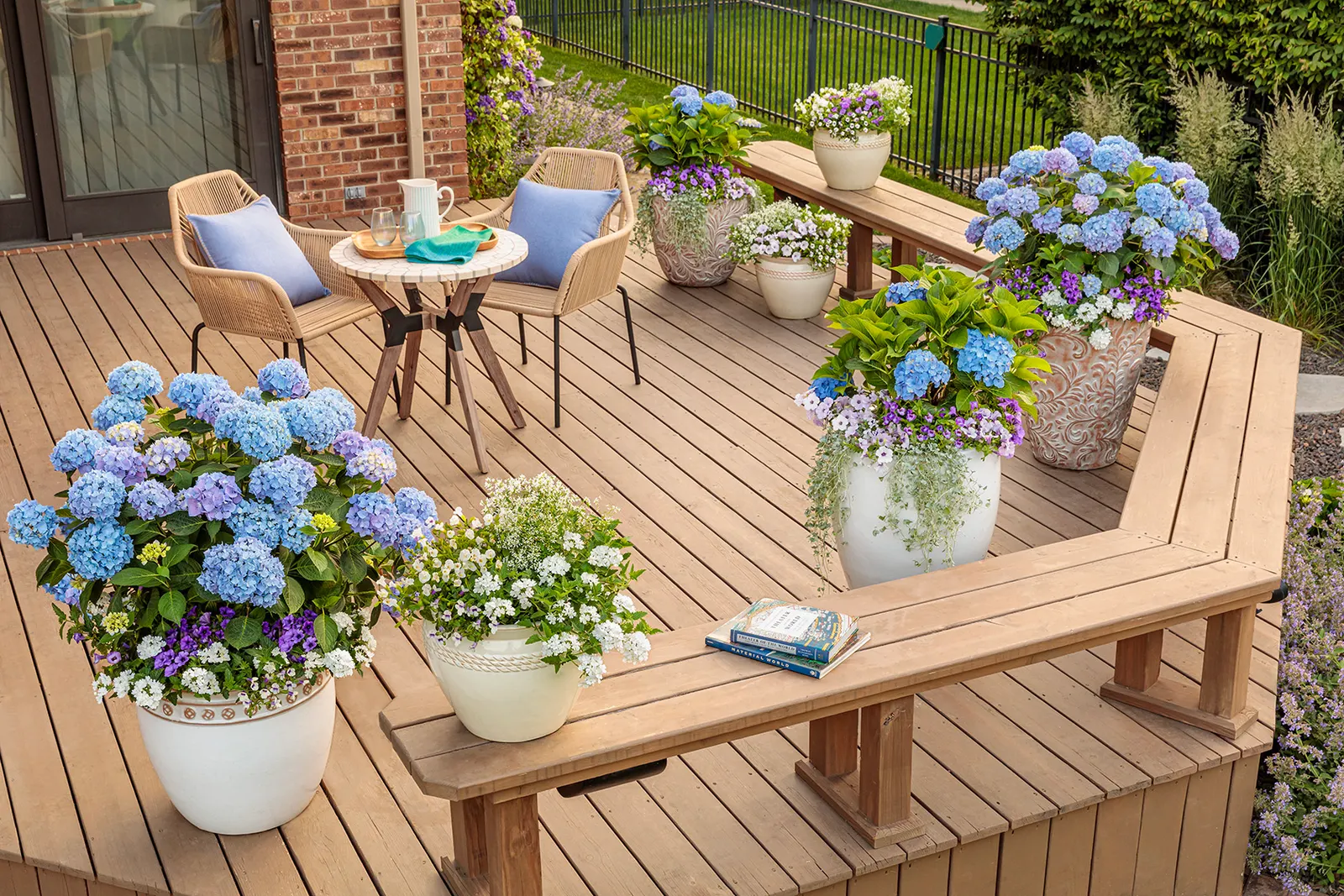 Blue Jangles® Reblooming hydrangea (Hydrangea macrophylla) — it appreciates at least six hours of sun