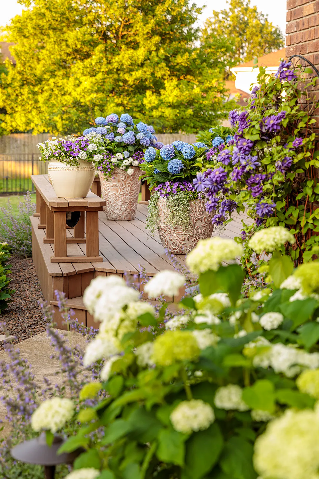 Blue Jangles® Reblooming hydrangea (Hydrangea macrophylla) — with only dead wood removed in spring after new growth appears.<br><br>In design