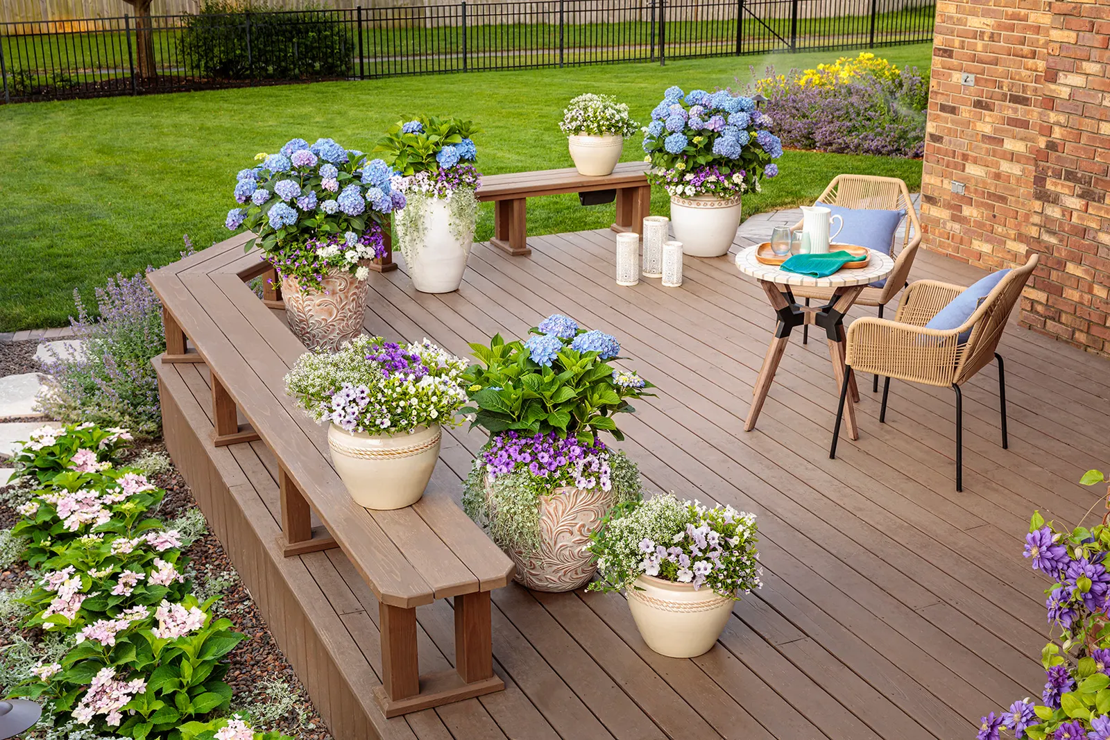 Blue Jangles® Reblooming hydrangea (Hydrangea macrophylla) — ideally in the morning; in warmer regions