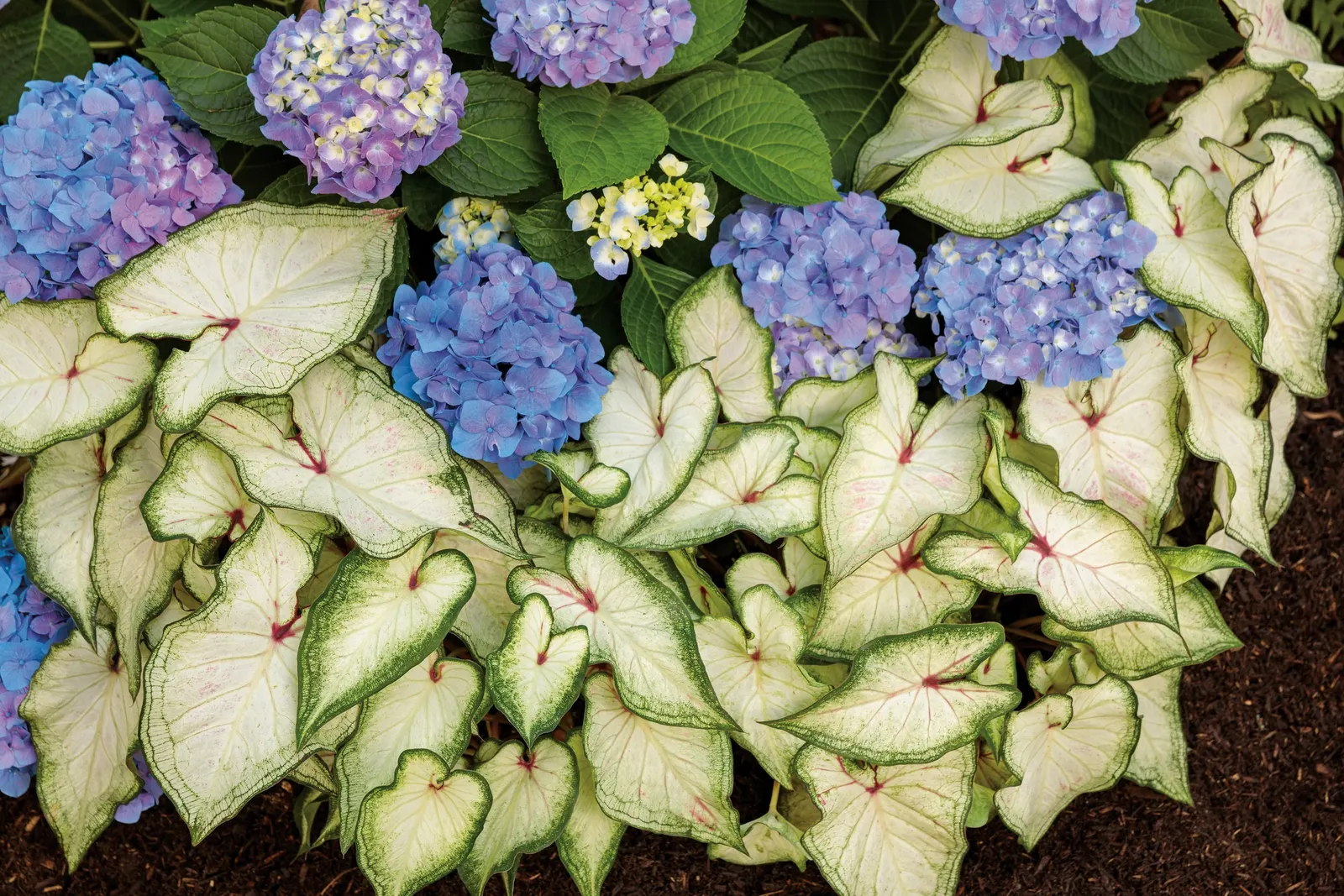 Blue Jangles® Reblooming hydrangea (Hydrangea macrophylla) — Hardy in USDA Zones 5 through 9