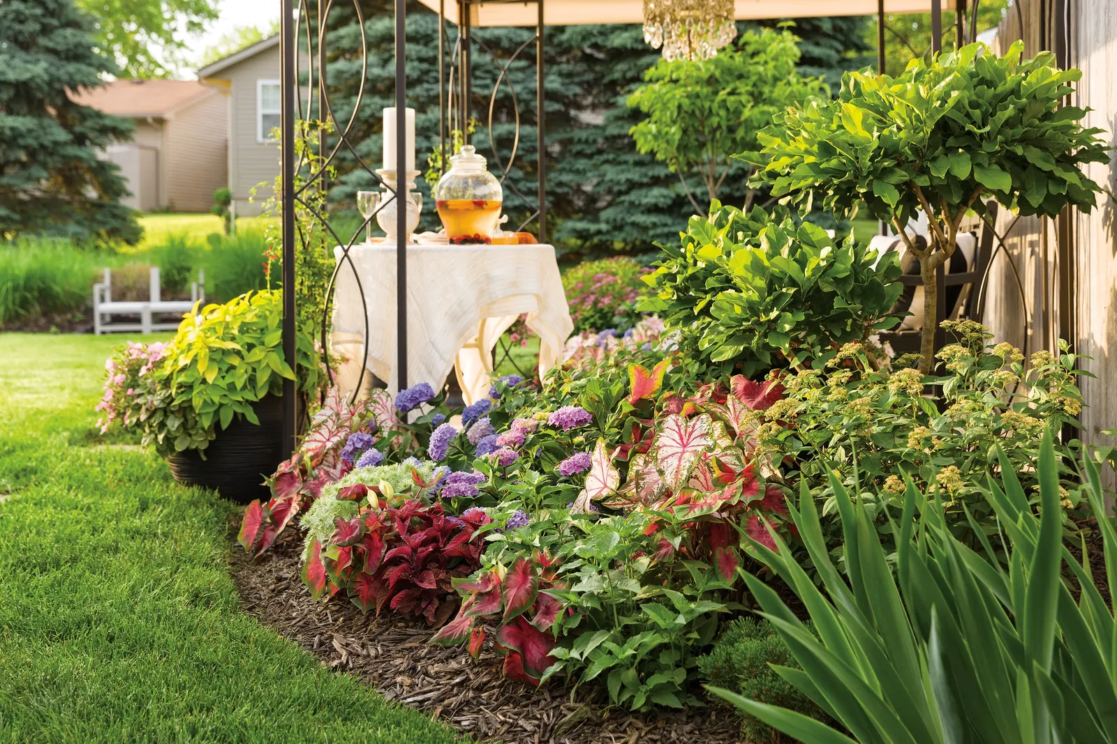 Blue Jangles® Reblooming hydrangea (Hydrangea macrophylla) — and container compositions