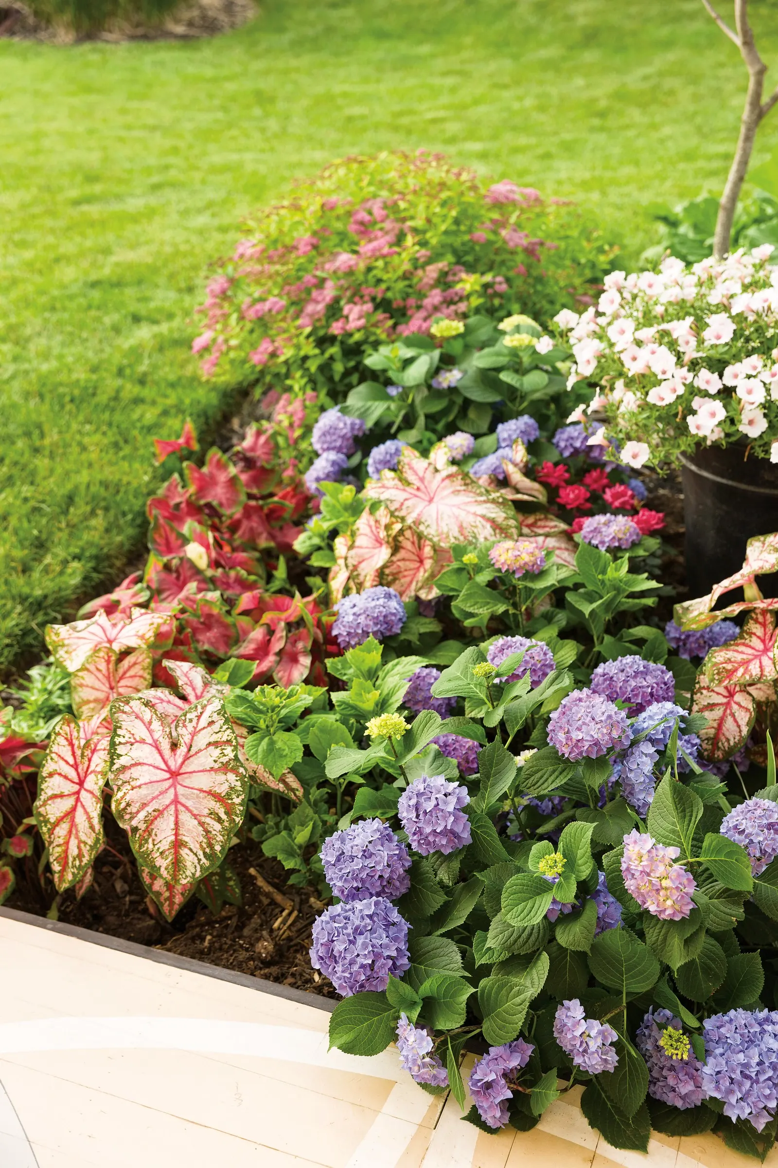 Blue Jangles® Reblooming hydrangea (Hydrangea macrophylla) — making it unusually well-scaled for tight garden spaces